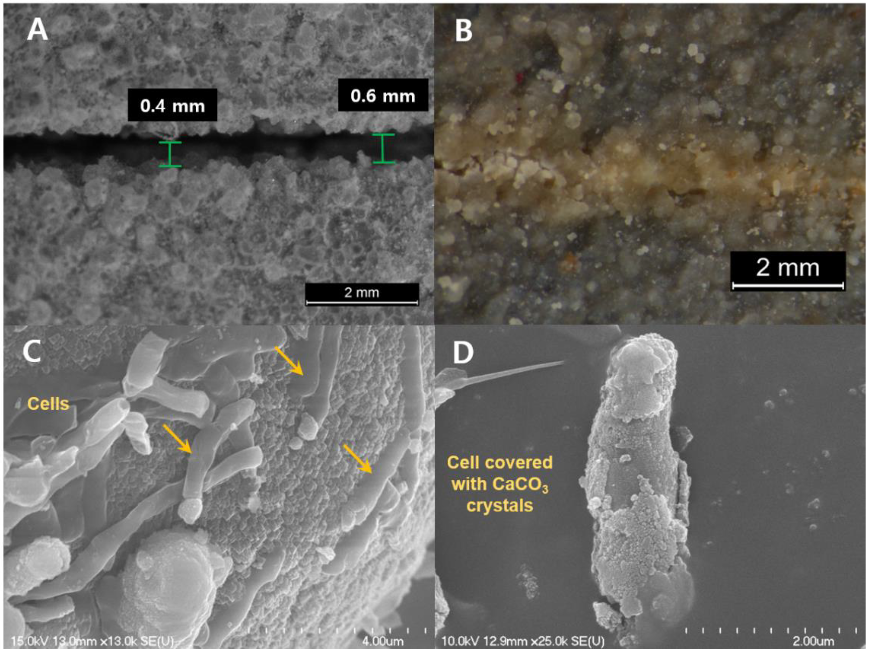 Molecules 26 02967 g008