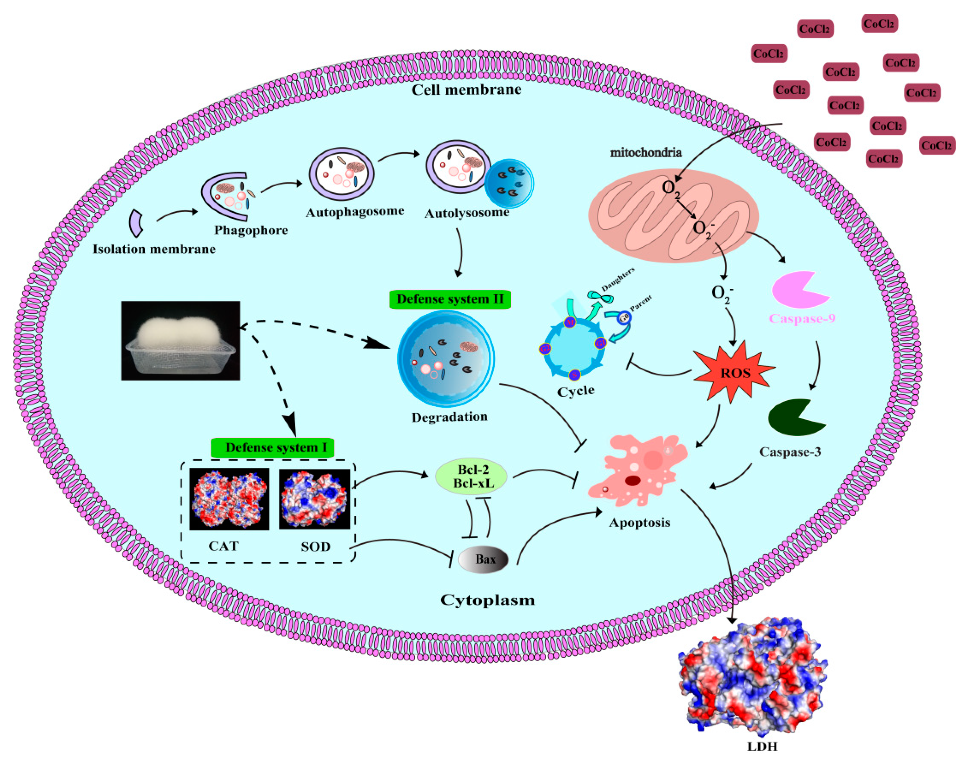 Molecules 26 02983 g008