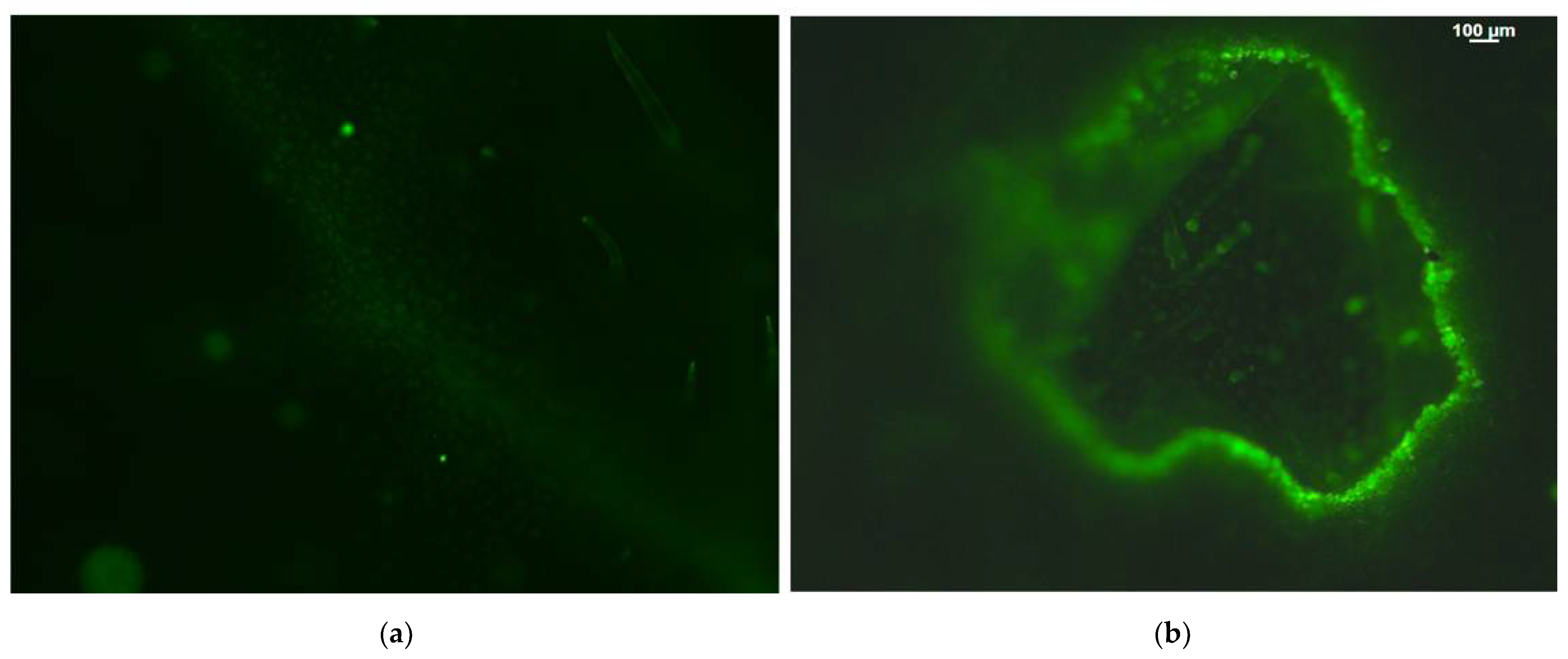 Molecules 26 02984 g006