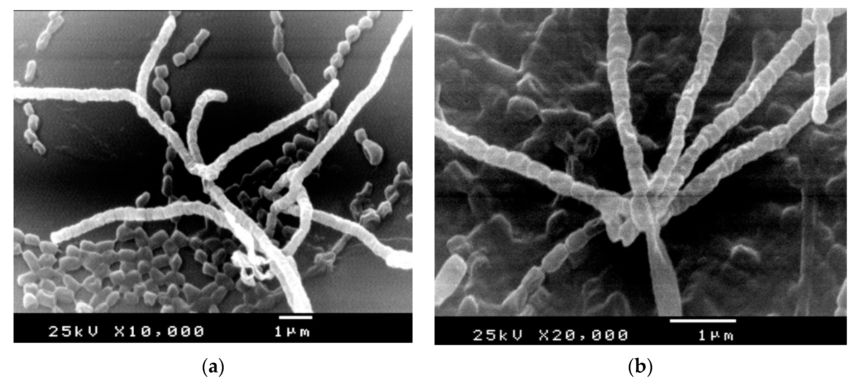 Molecules 26 03027 g002