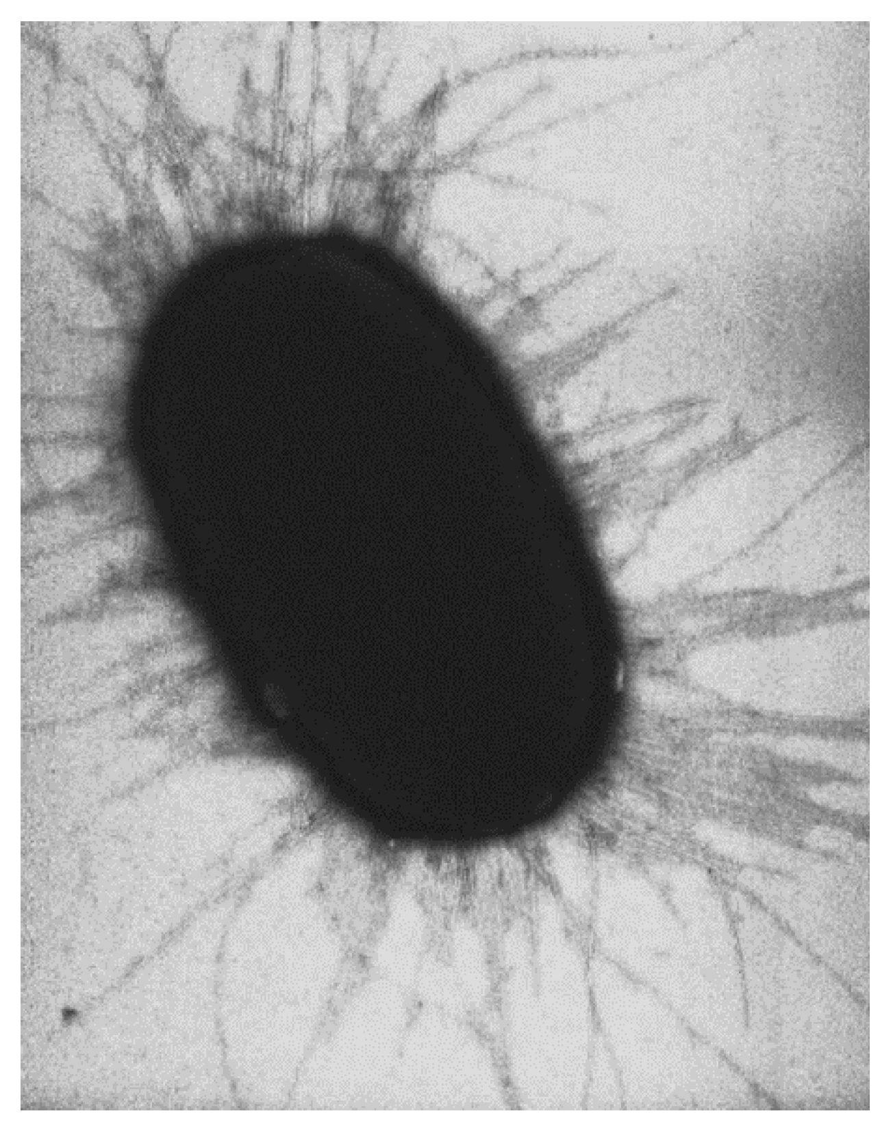 Molecules 26 03063 g008 Molecules 26 03063 g008