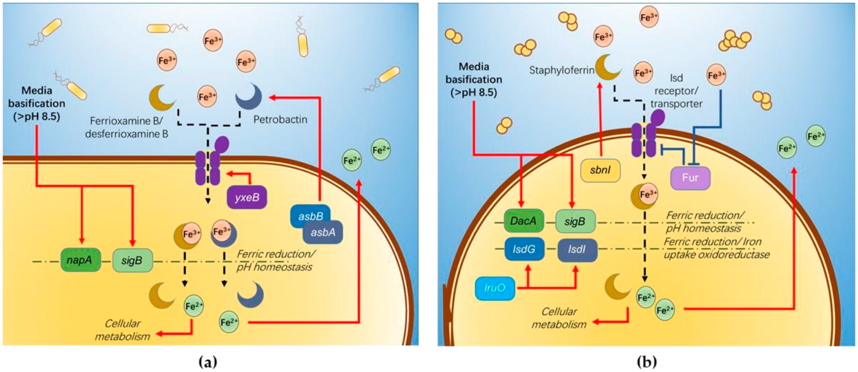 Molecules 26 03084 g006