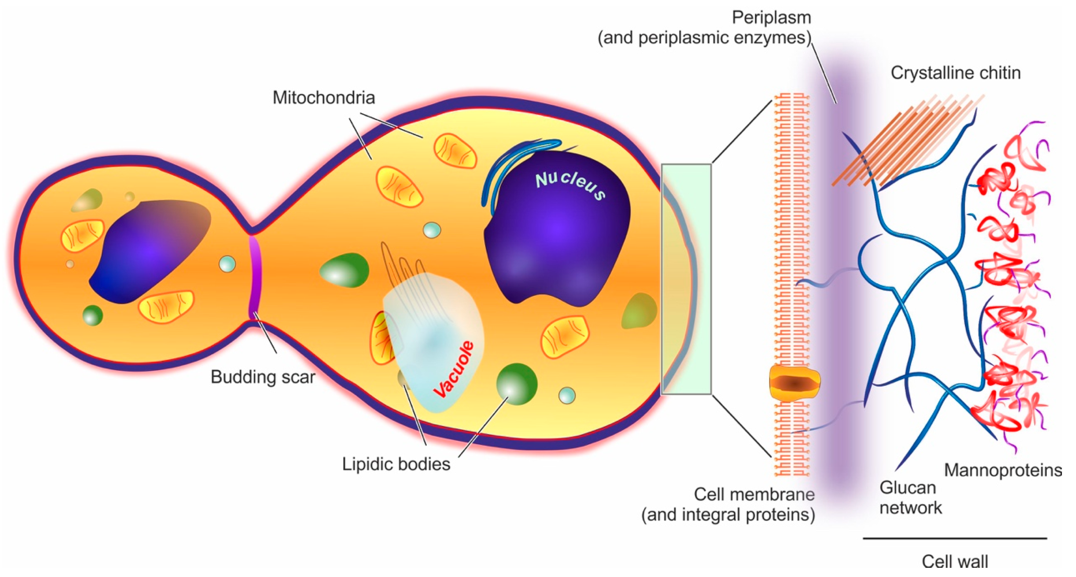 Molecules 26 03123 g001 Molecules 26 03123 g001
