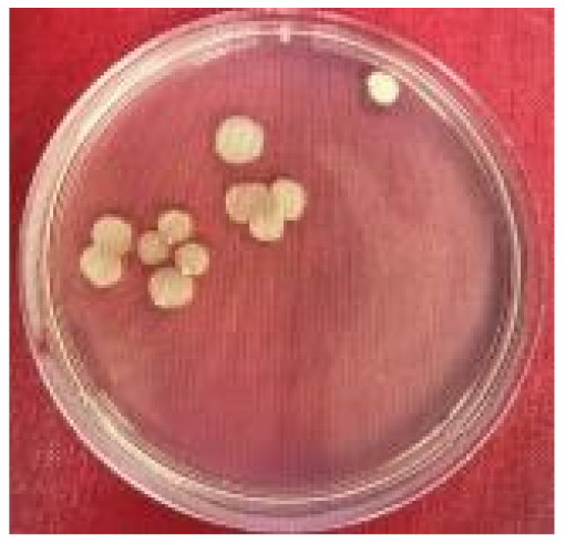 Molecules 26 03141 i001