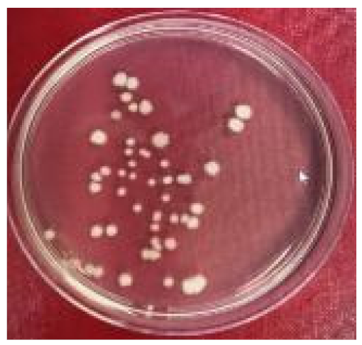 Molecules 26 03141 i002