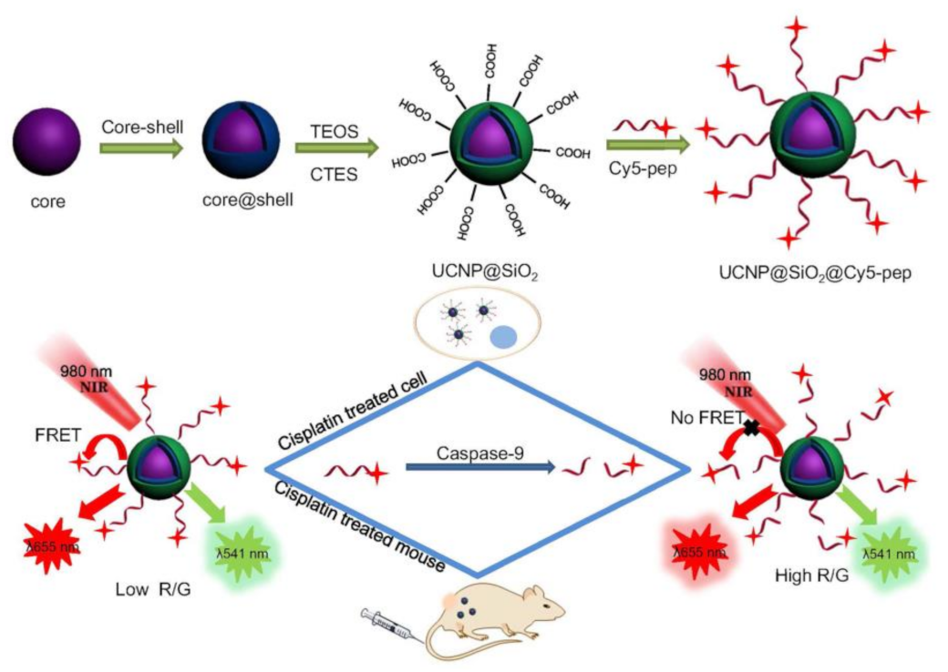 Molecules 26 03228 g005