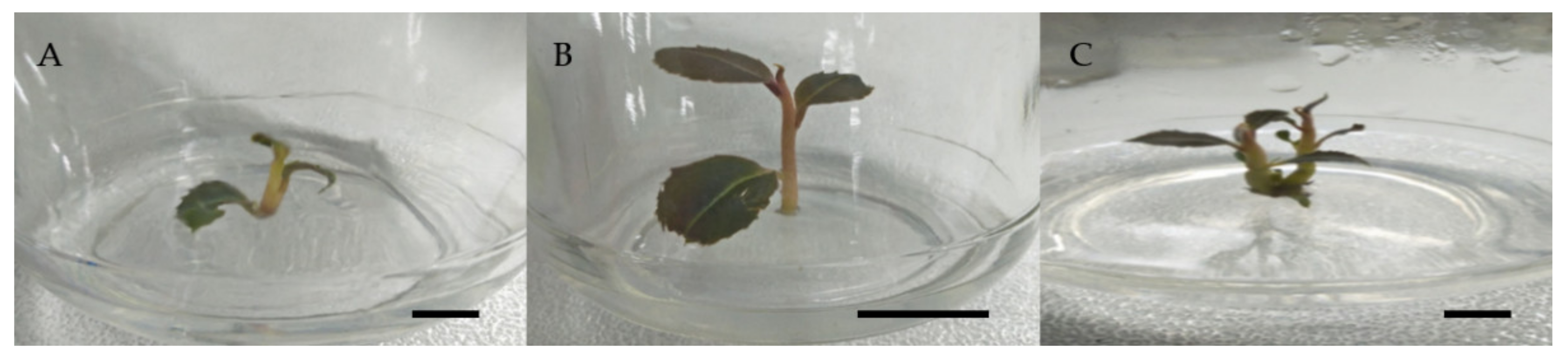 Molecules 26 03229 g001 Molecules 26 03229 g001