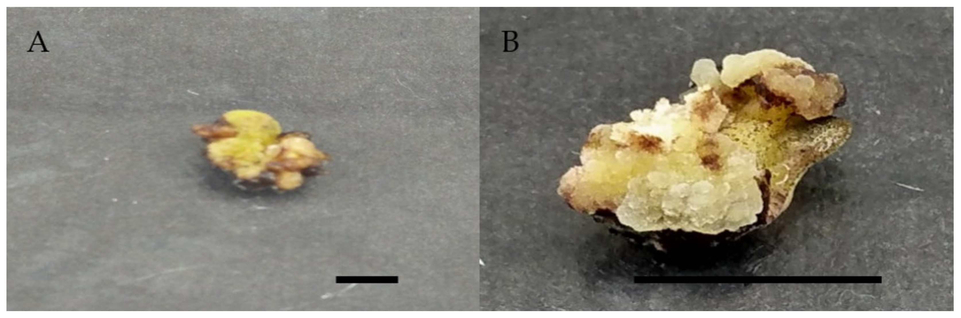 Molecules 26 03229 g002 Molecules 26 03229 g002