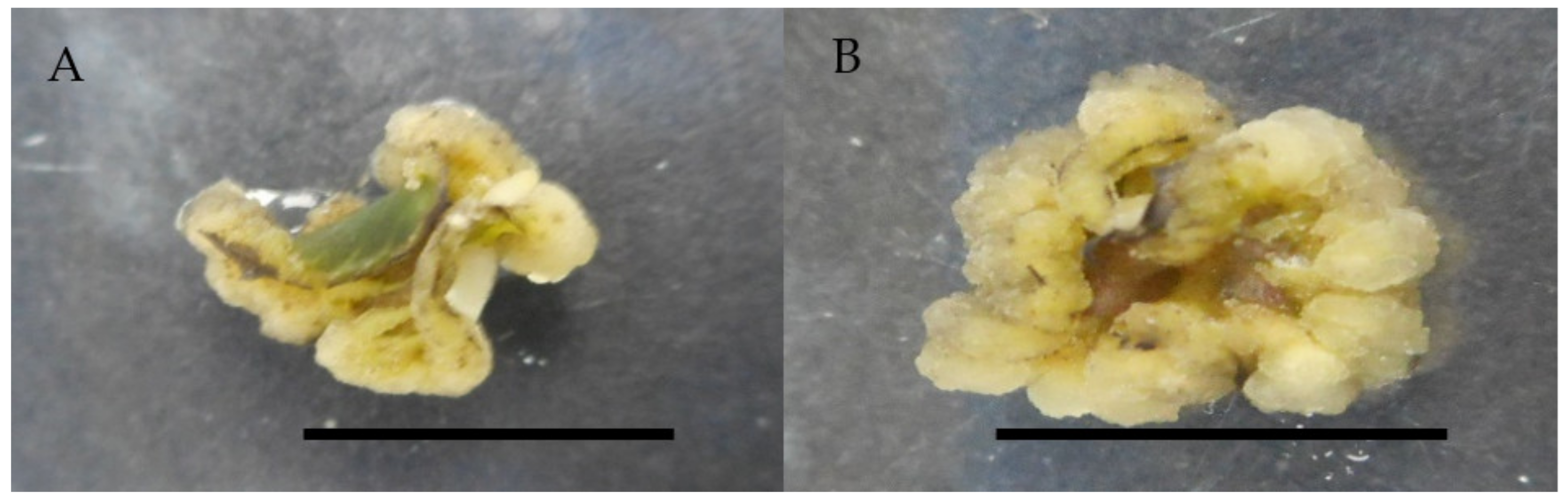Molecules 26 03229 g003 Molecules 26 03229 g003