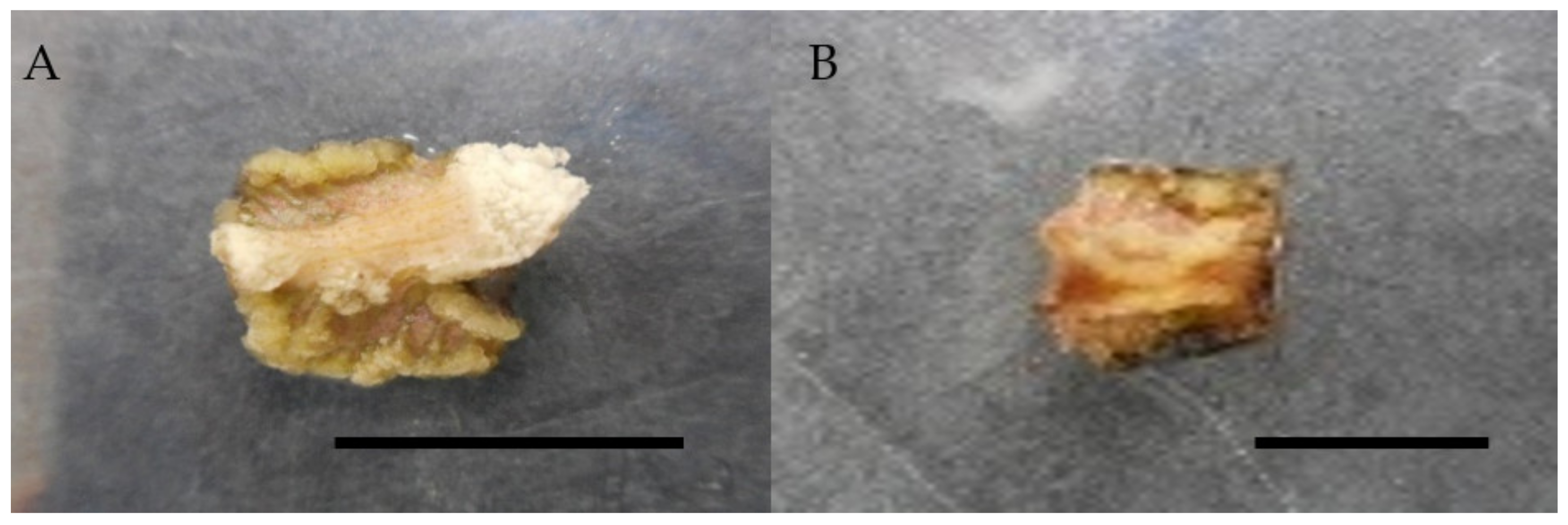 Molecules 26 03229 g004 Molecules 26 03229 g004