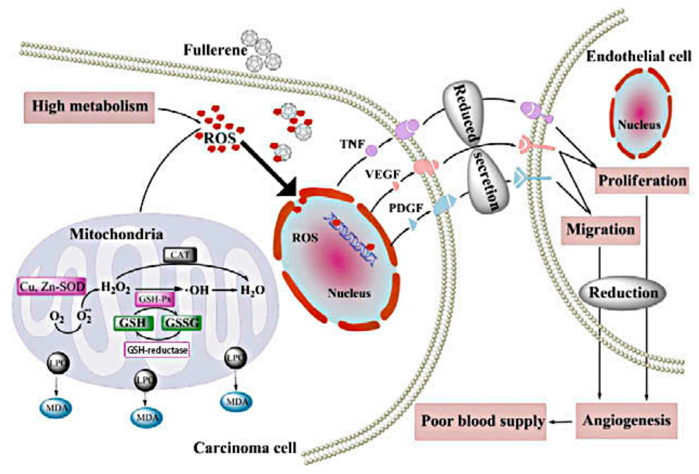 Molecules 26 03252 g003