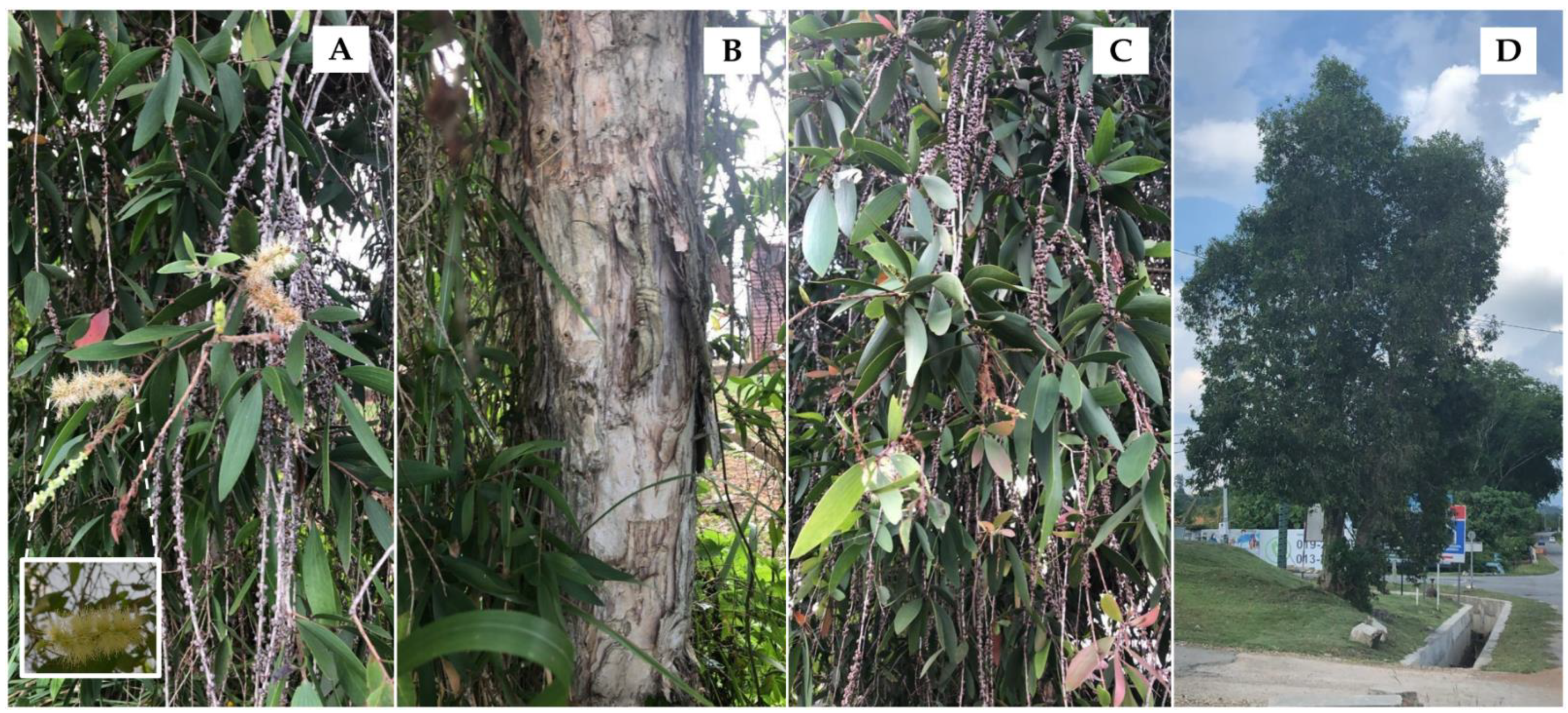 Molecules 26 03346 g0a1 Molecules 26 03346 g0a1