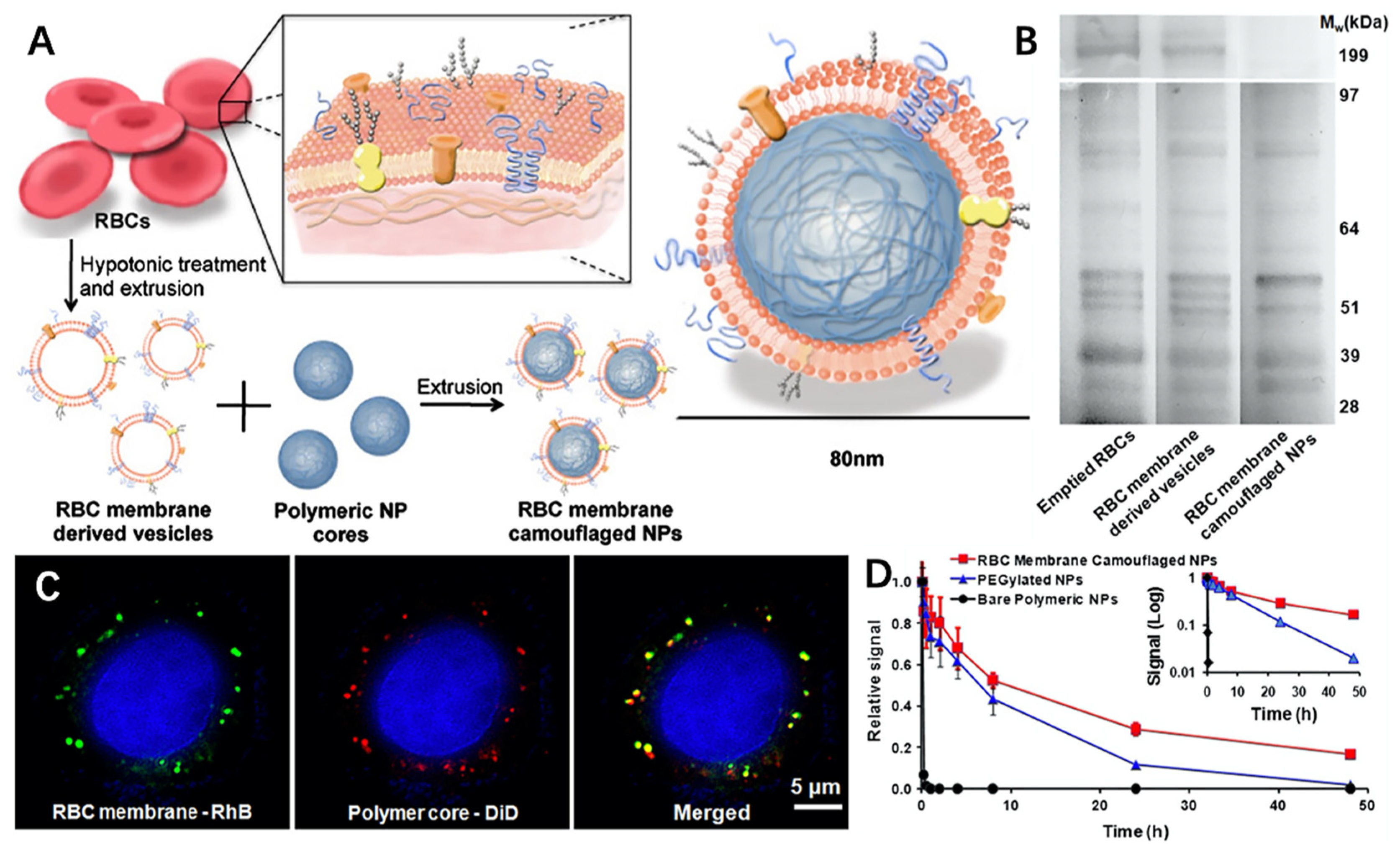 Molecules 26 03428 g003