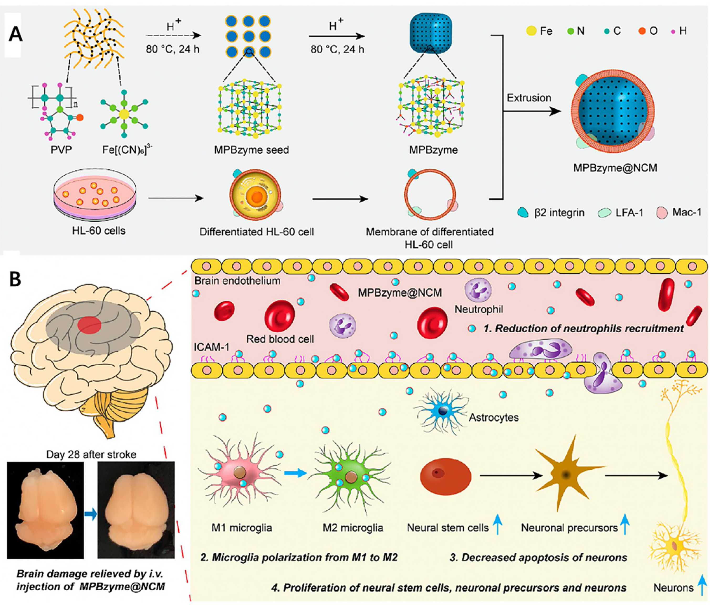 Molecules 26 03428 g005