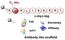 Molecules 26 03492 i030