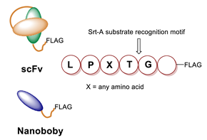 Molecules 26 03492 i038