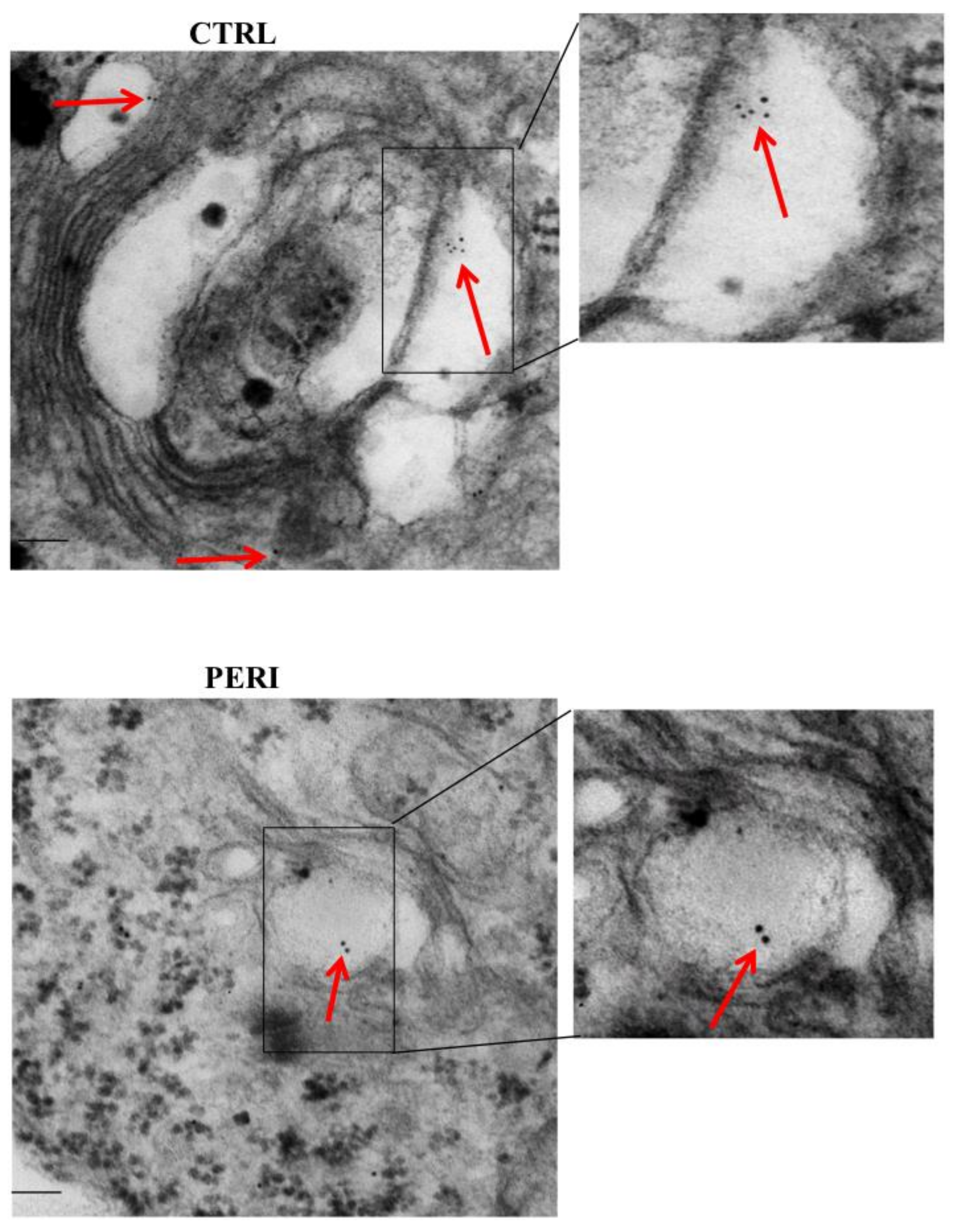 Molecules 26 03578 g005