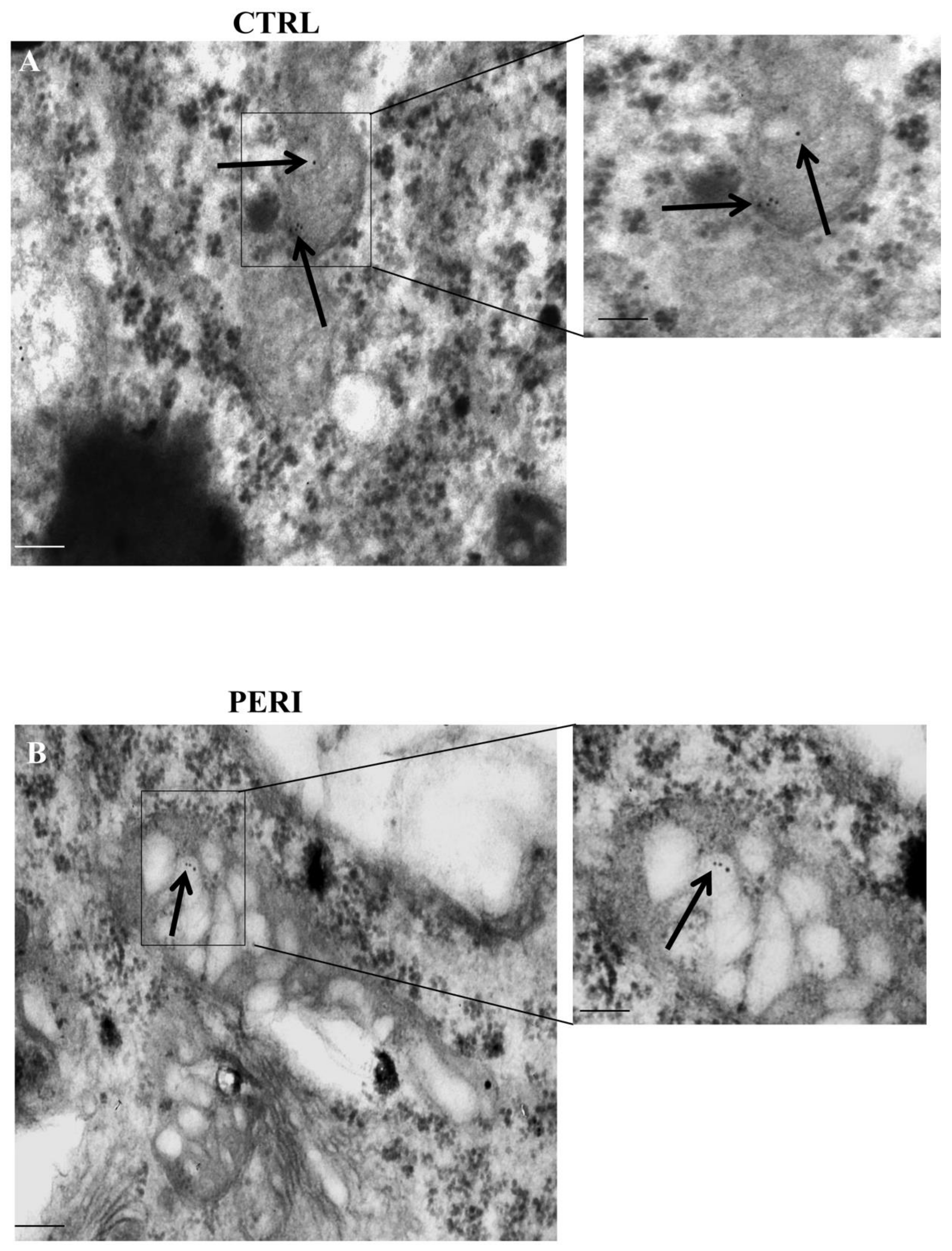 Molecules 26 03578 g008