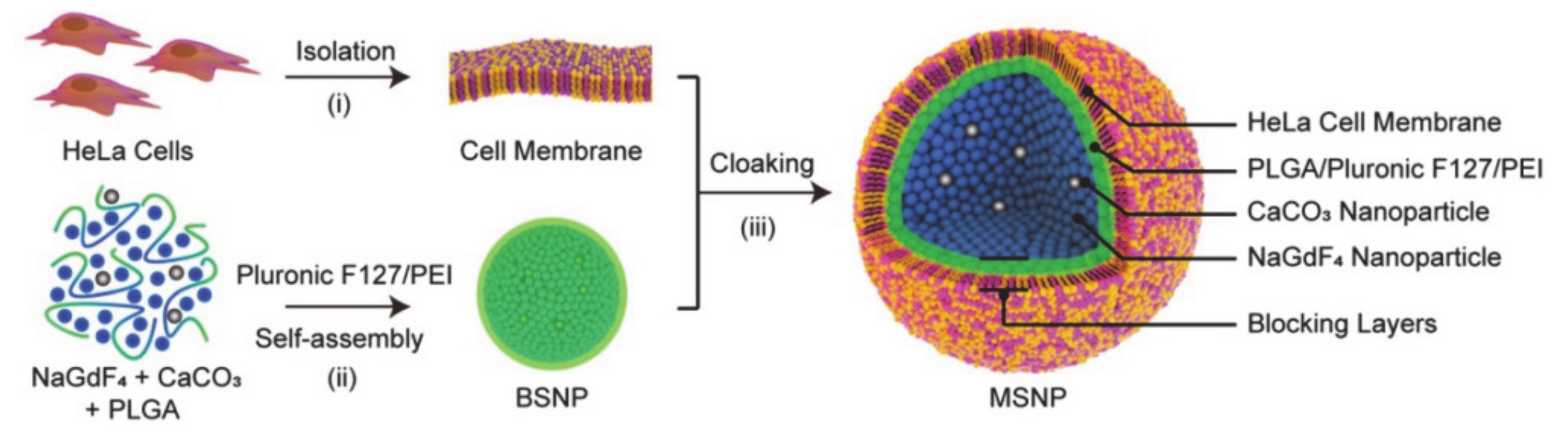 Molecules 26 03610 g004