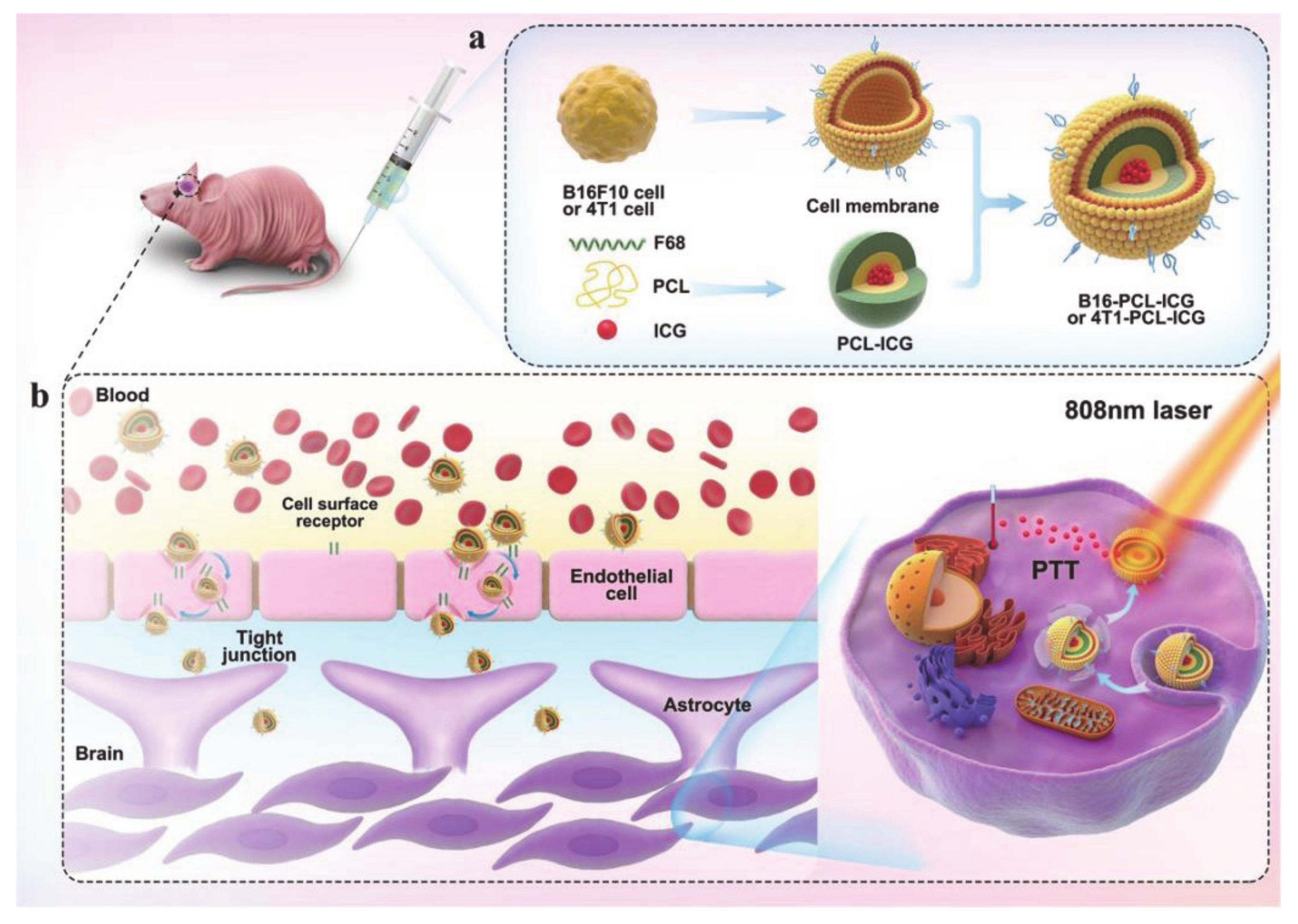 Molecules 26 03610 g005