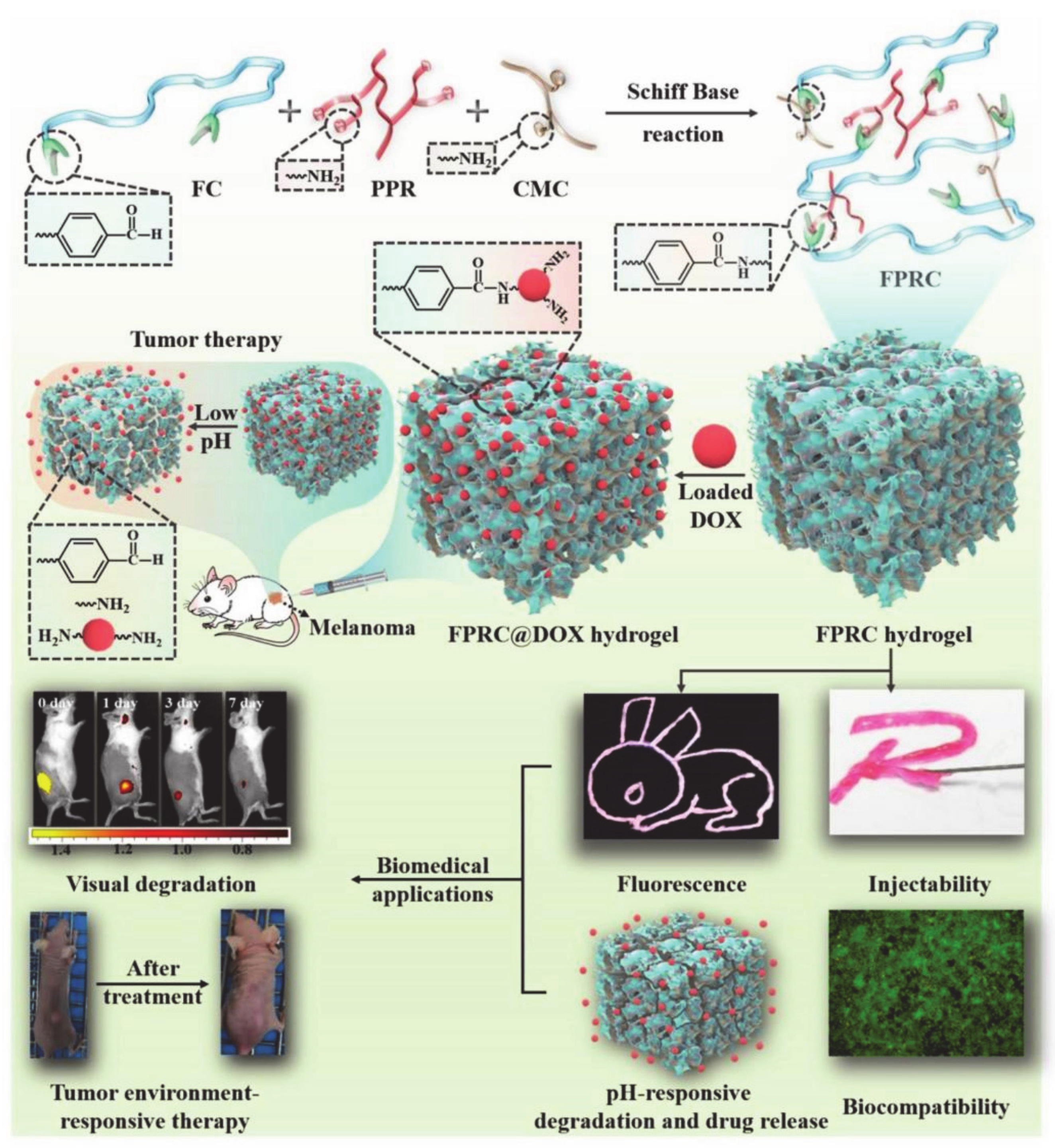 Molecules 26 03610 g007