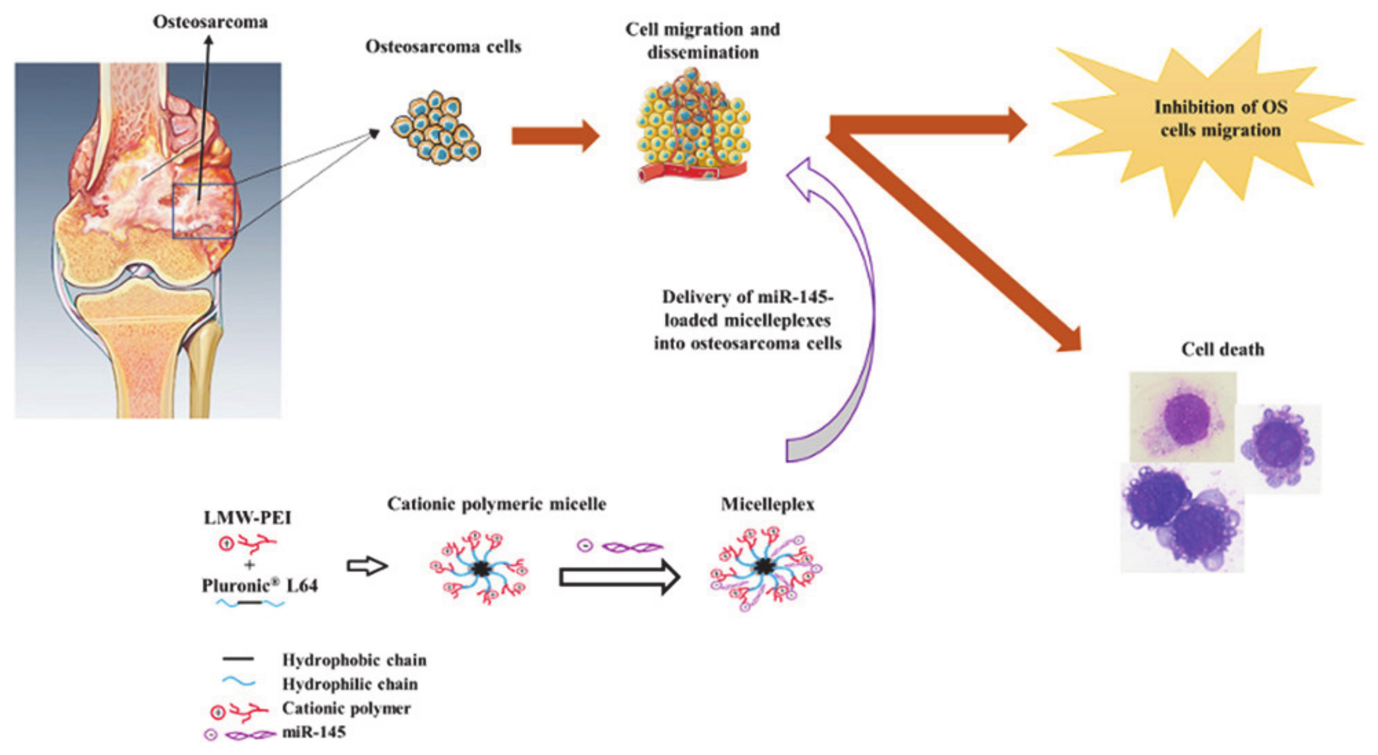 Molecules 26 03610 g011