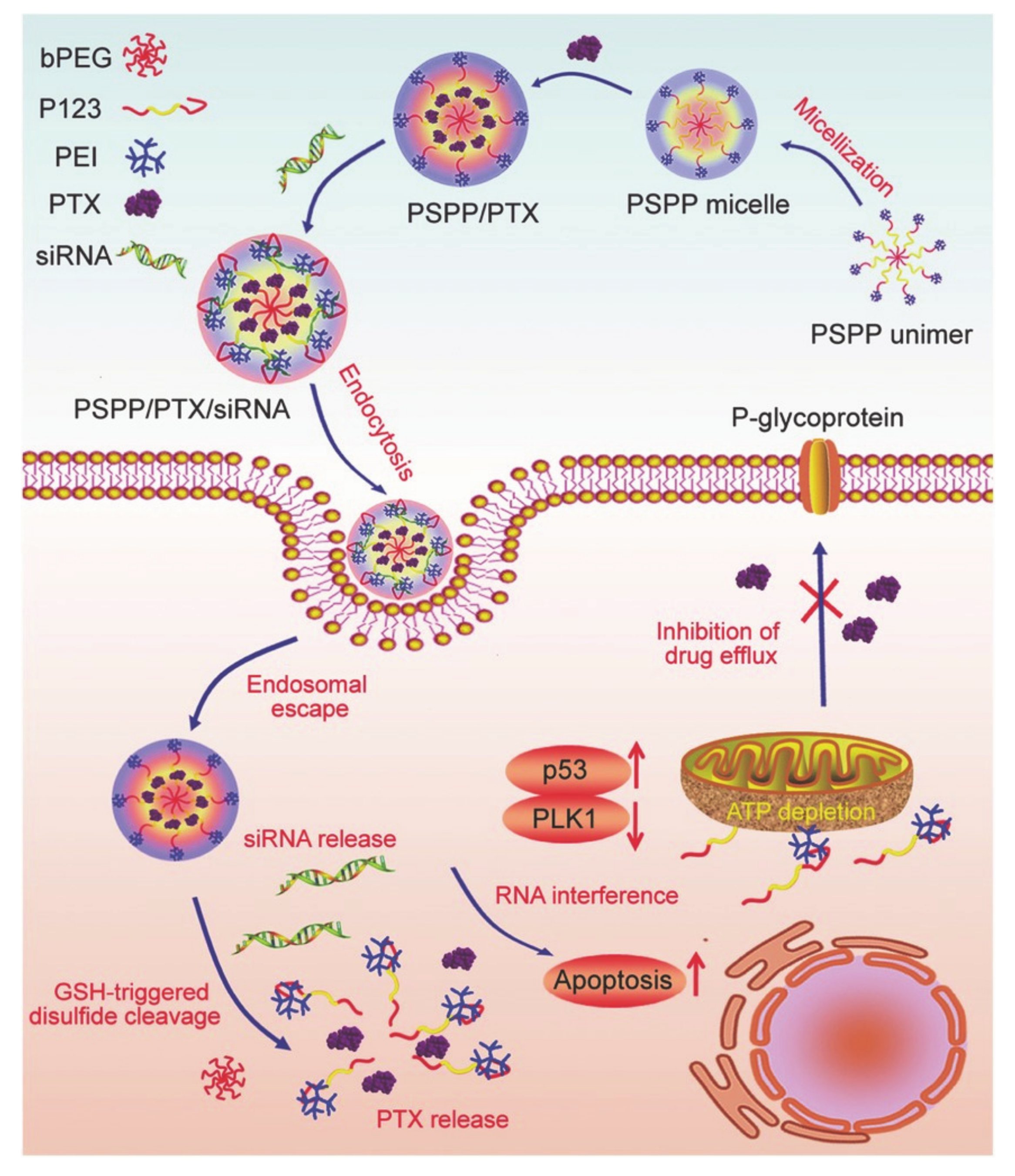 Molecules 26 03610 g017