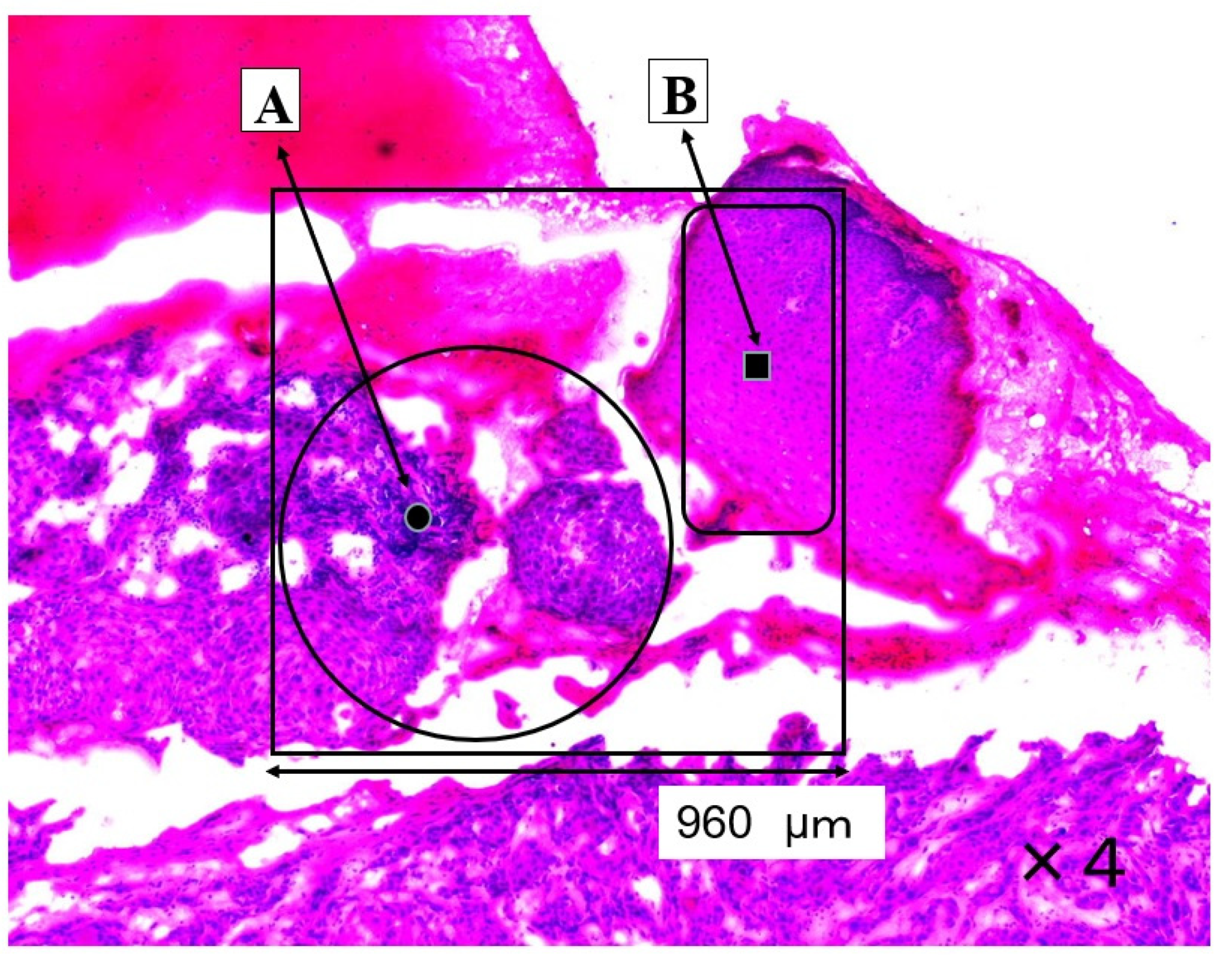 Molecules 26 03640 g001