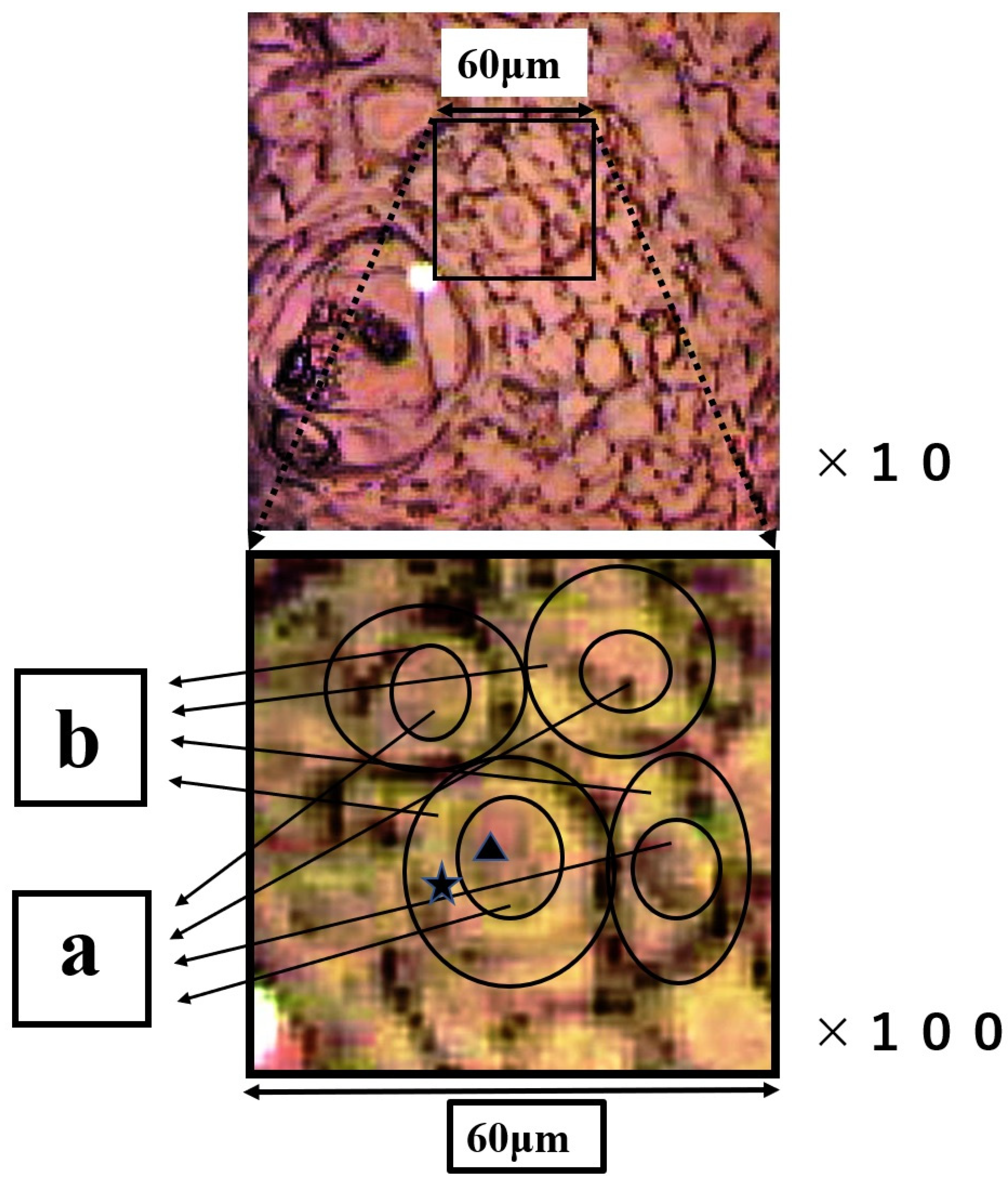 Molecules 26 03640 g004