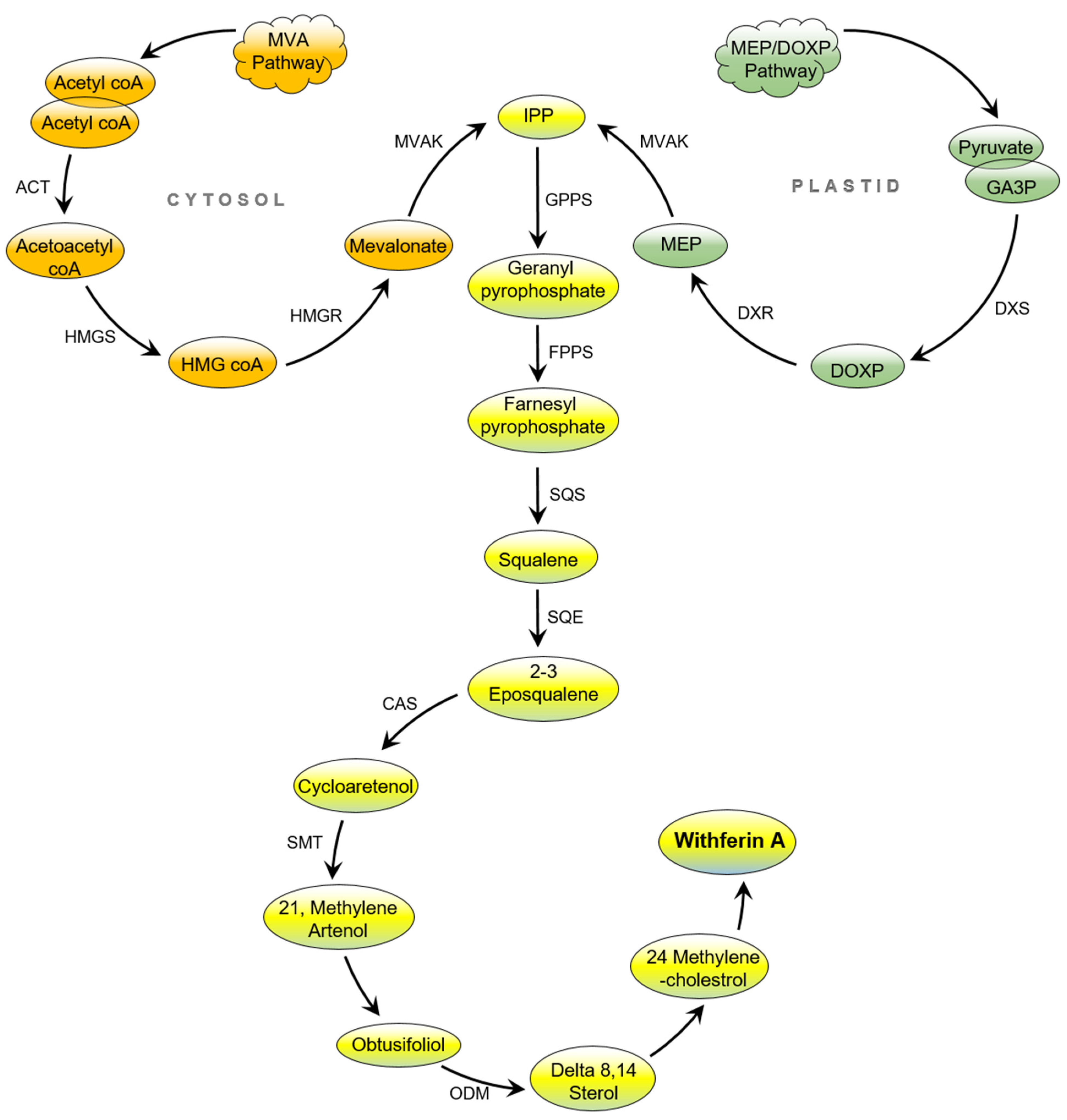 Molecules 26 03696 g001