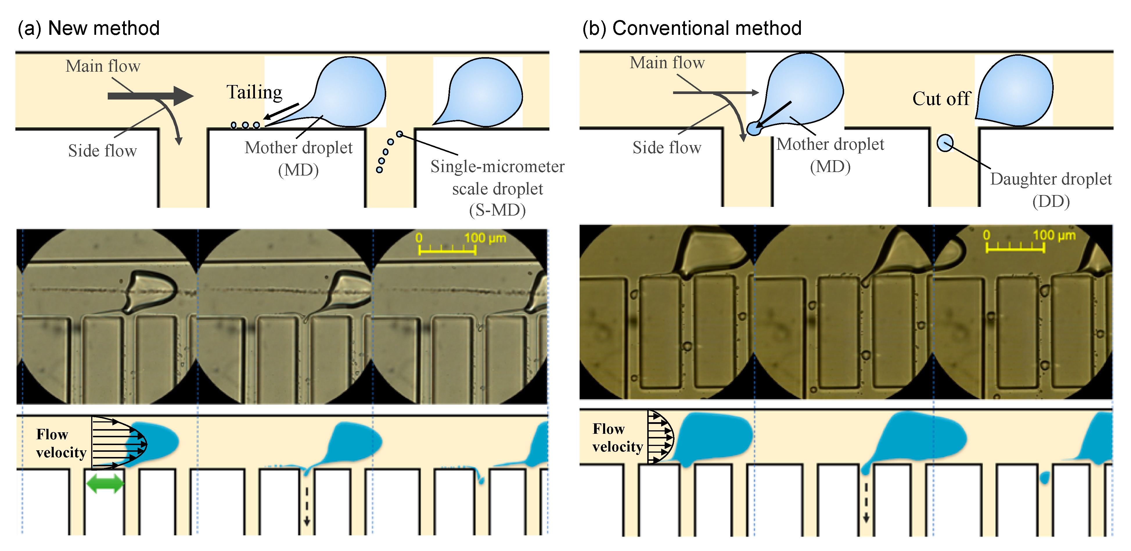 Molecules 26 03707 g004 Molecules 26 03707 g004