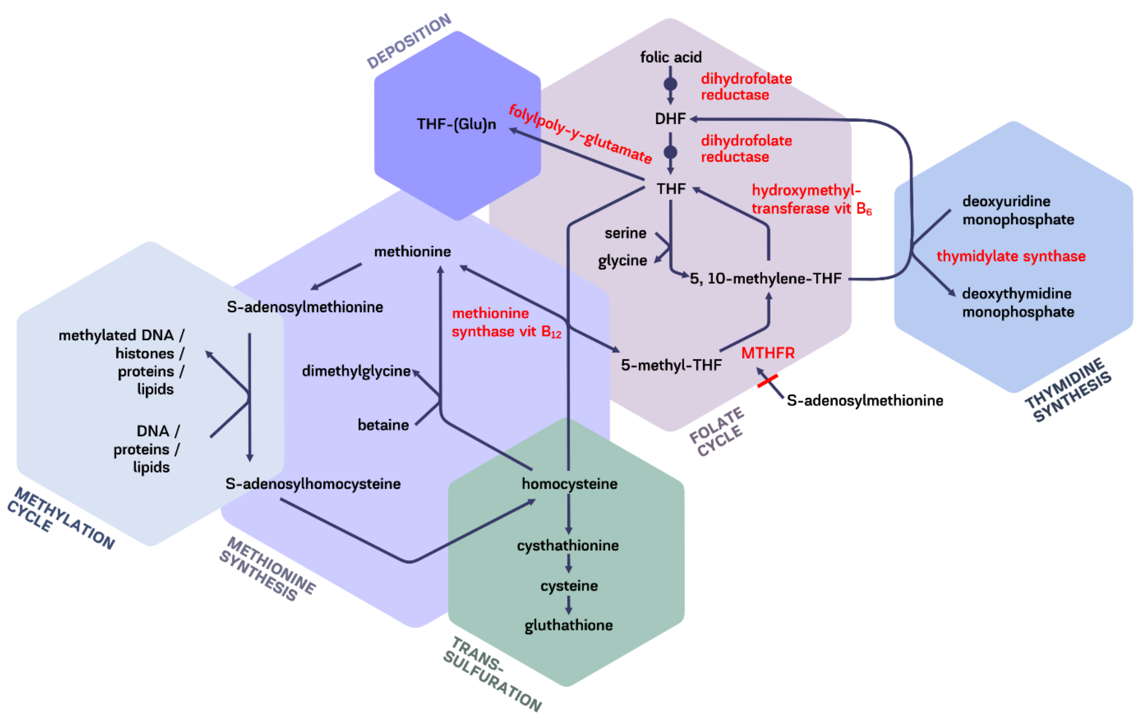 Molecules 26 03731 g003