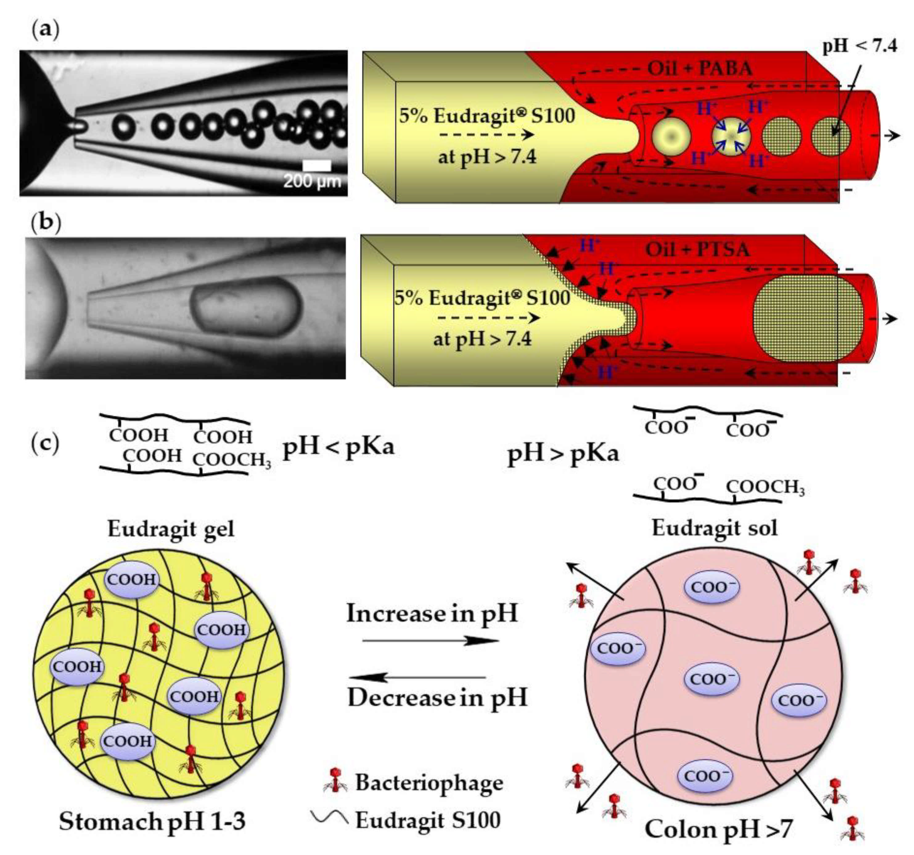 Molecules 26 03752 g005 Molecules 26 03752 g005