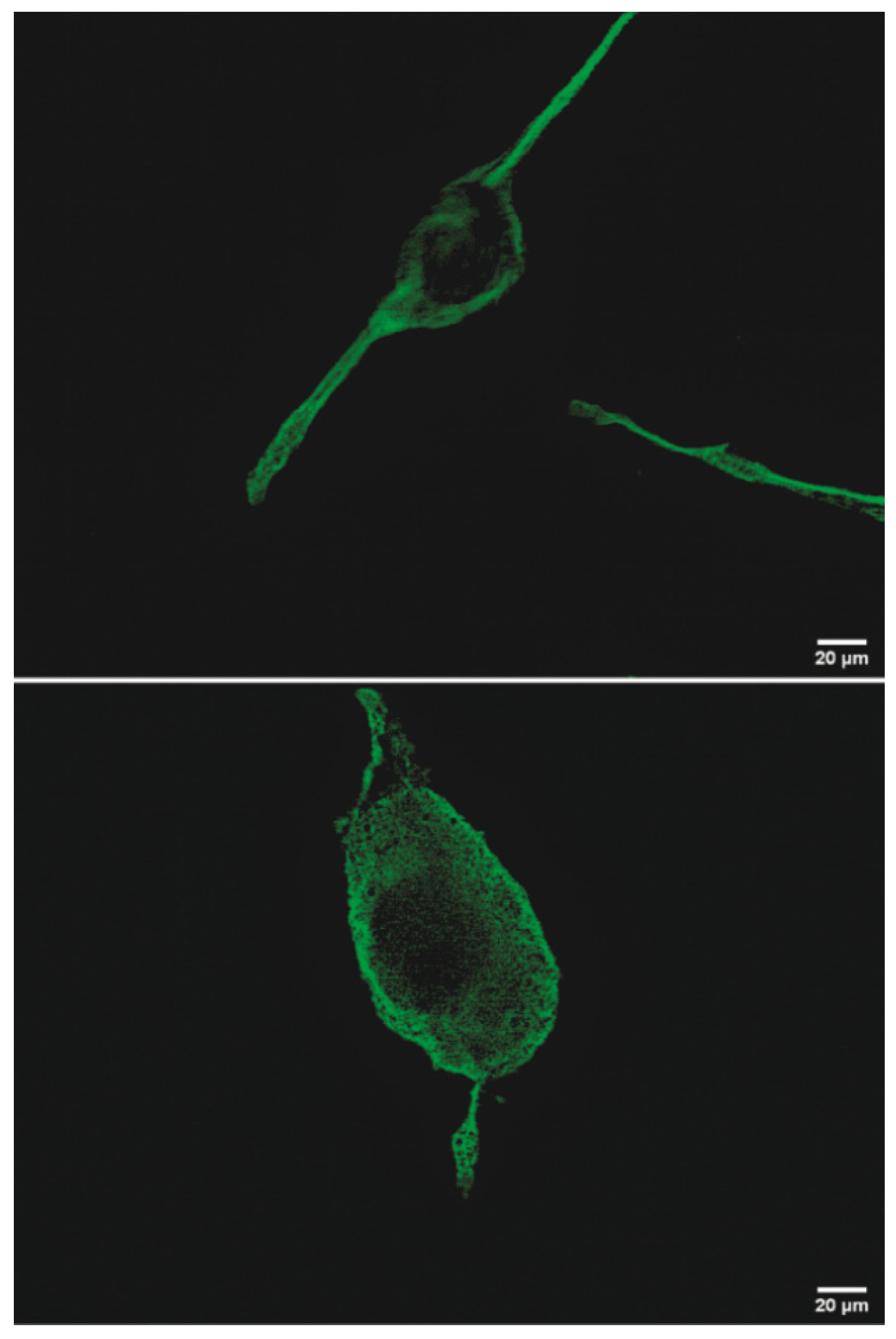 Molecules 26 03760 g004