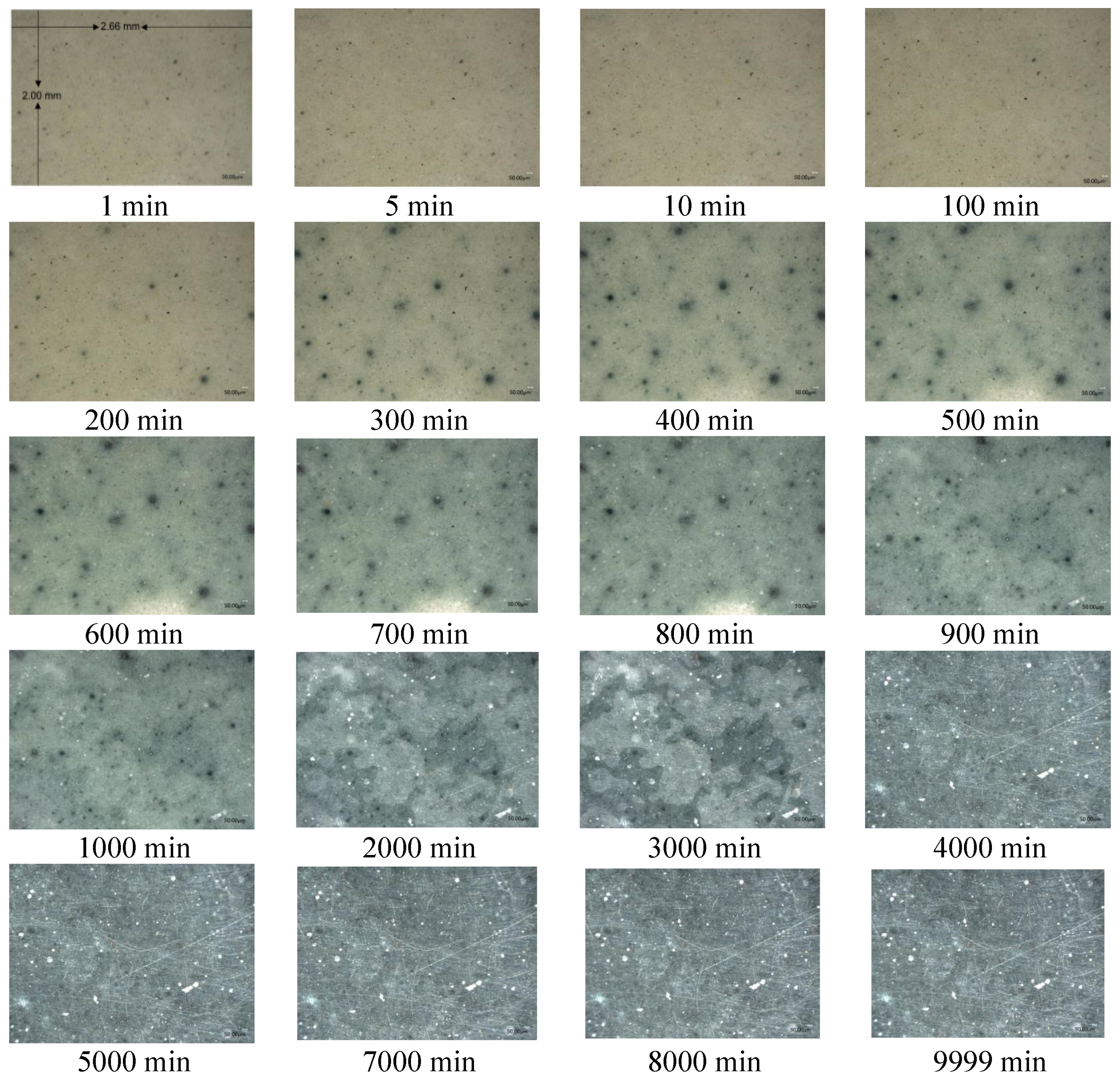 Molecules 26 03764 g002