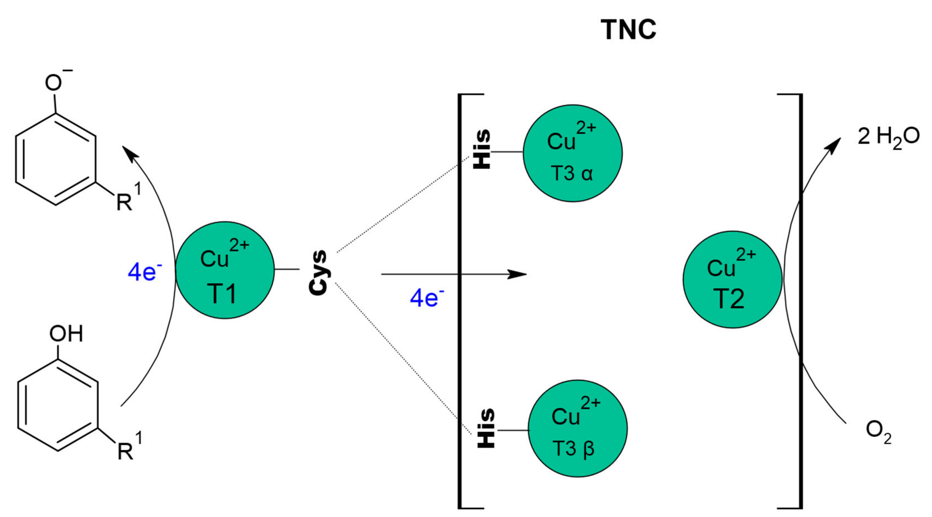 Molecules 26 03813 g003