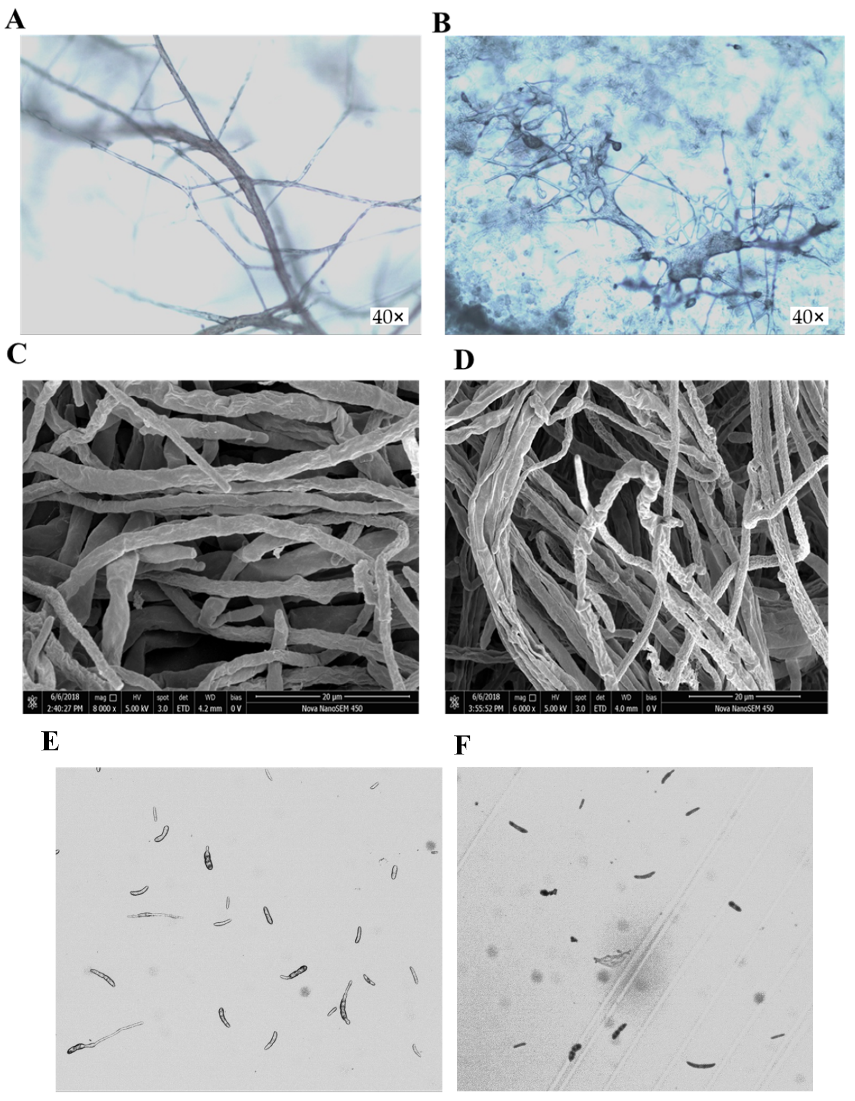Molecules 26 03818 g003