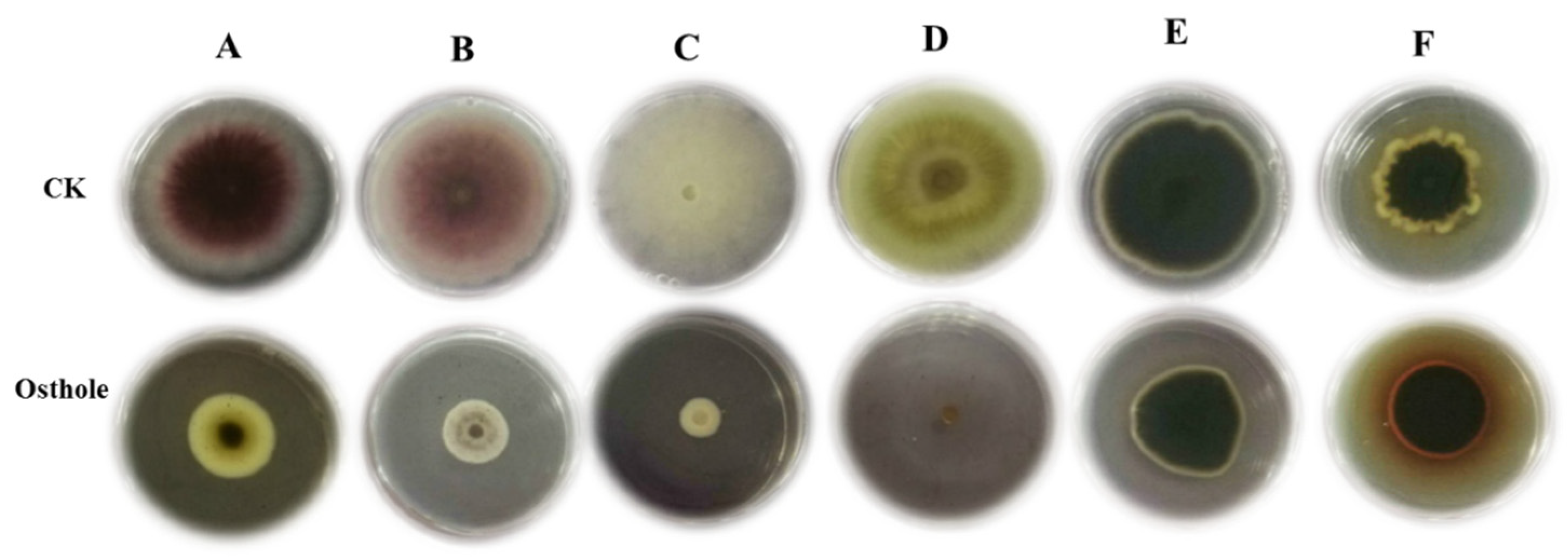 Molecules 26 03818 g004