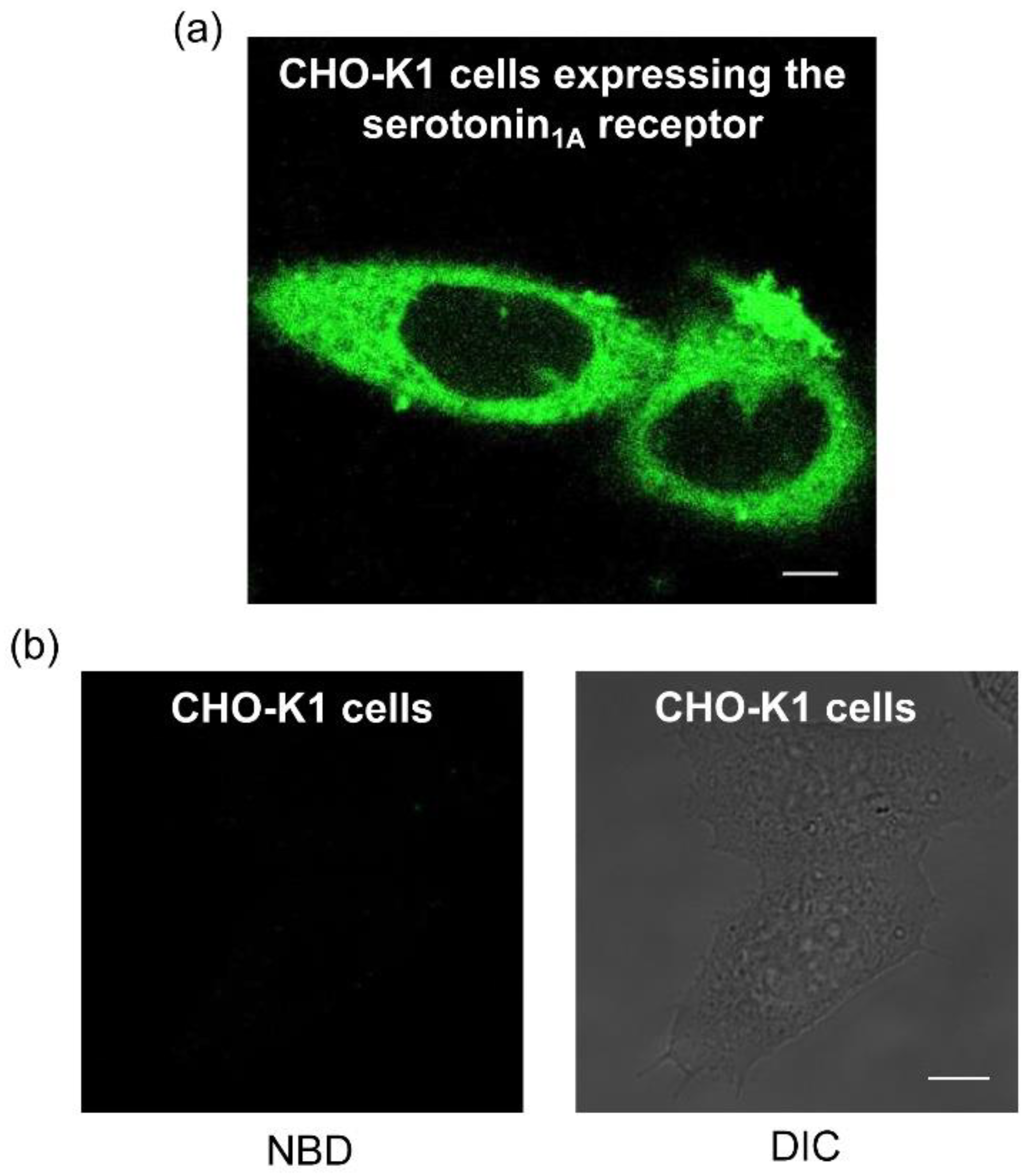 Molecules 26 03848 g004