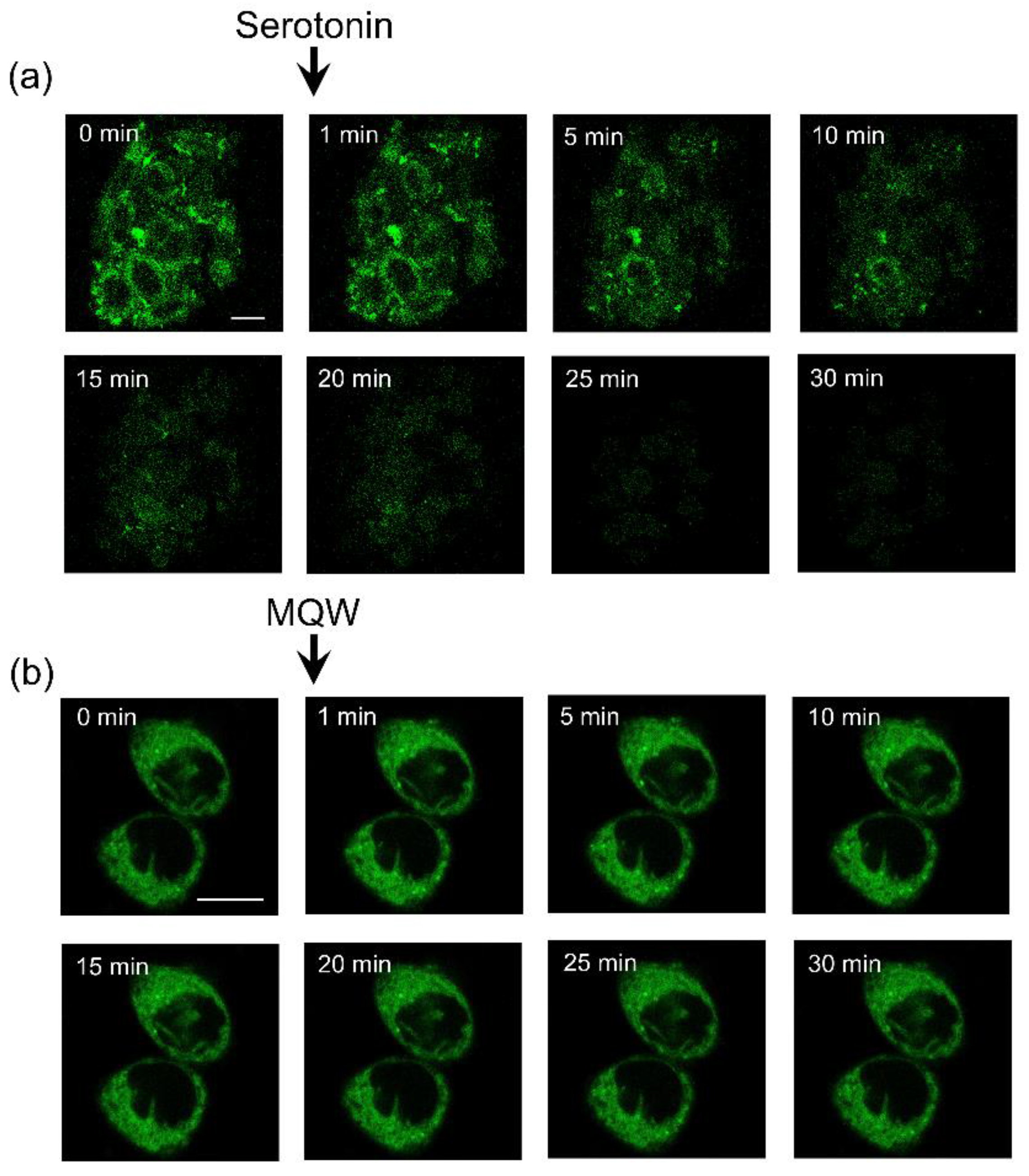 Molecules 26 03848 g005