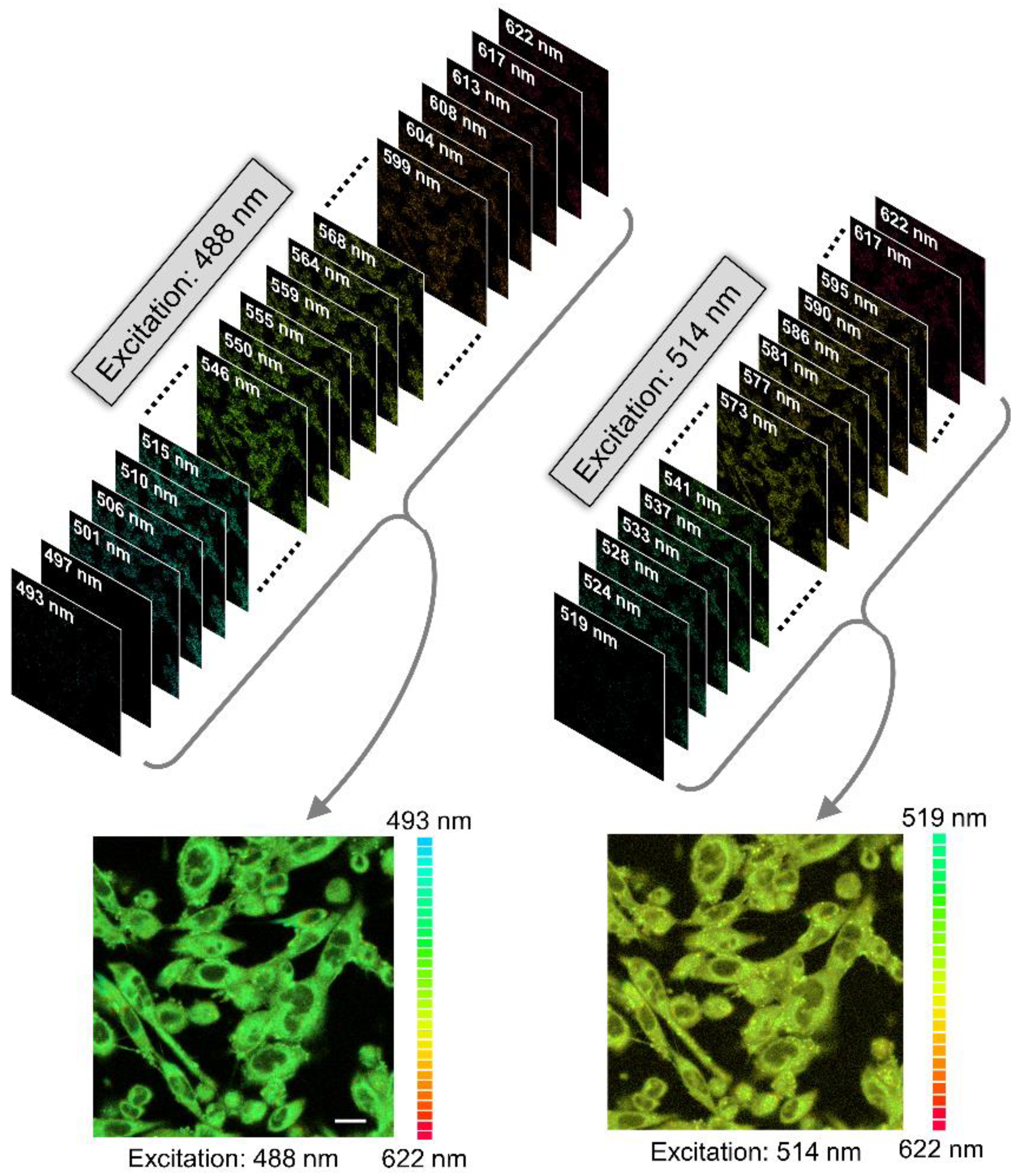 Molecules 26 03848 g006