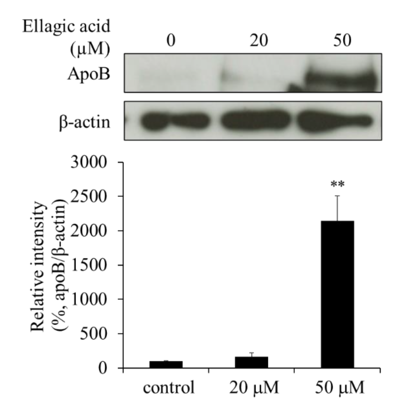 Molecules 26 03885 g005