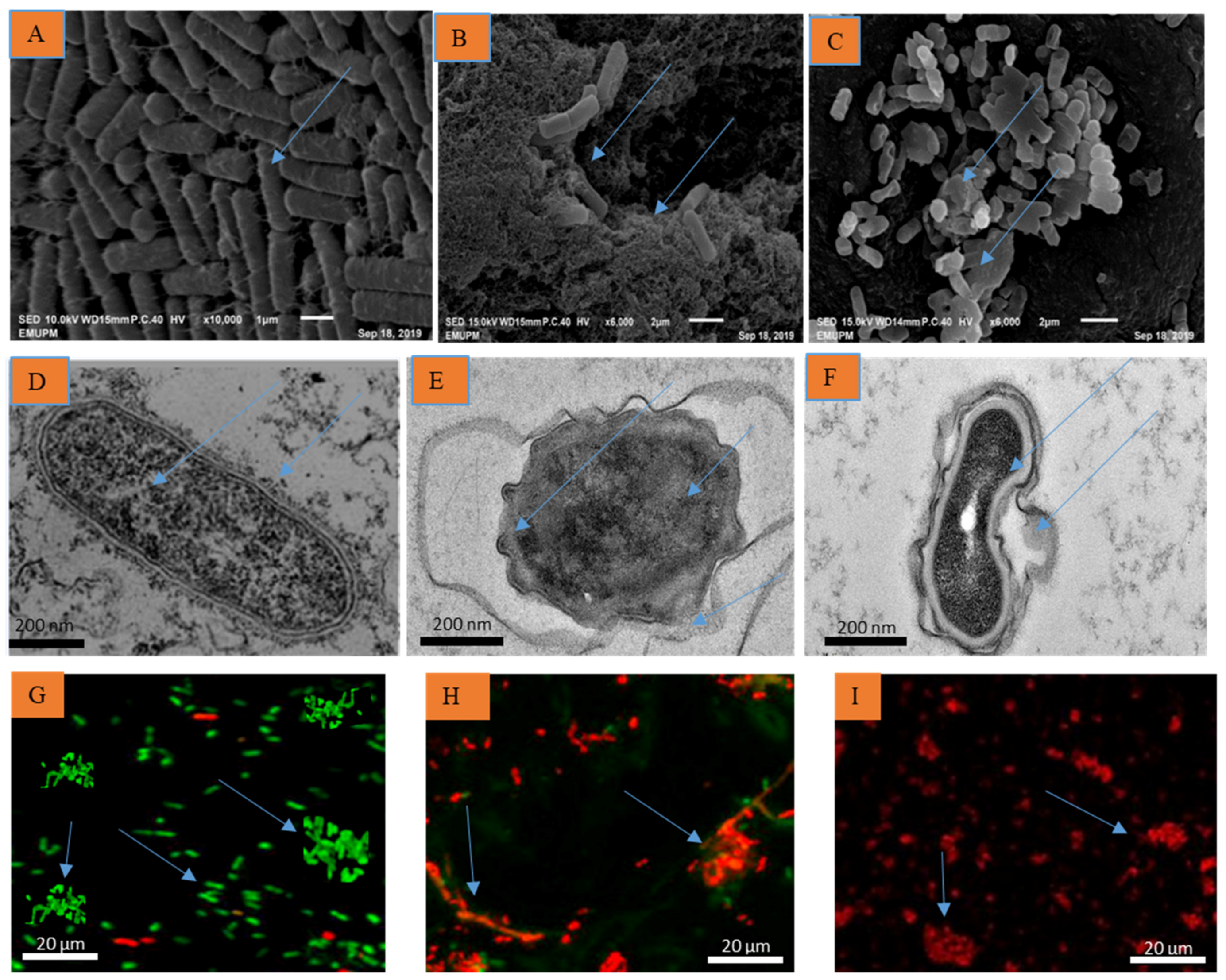 Molecules 26 03902 g001