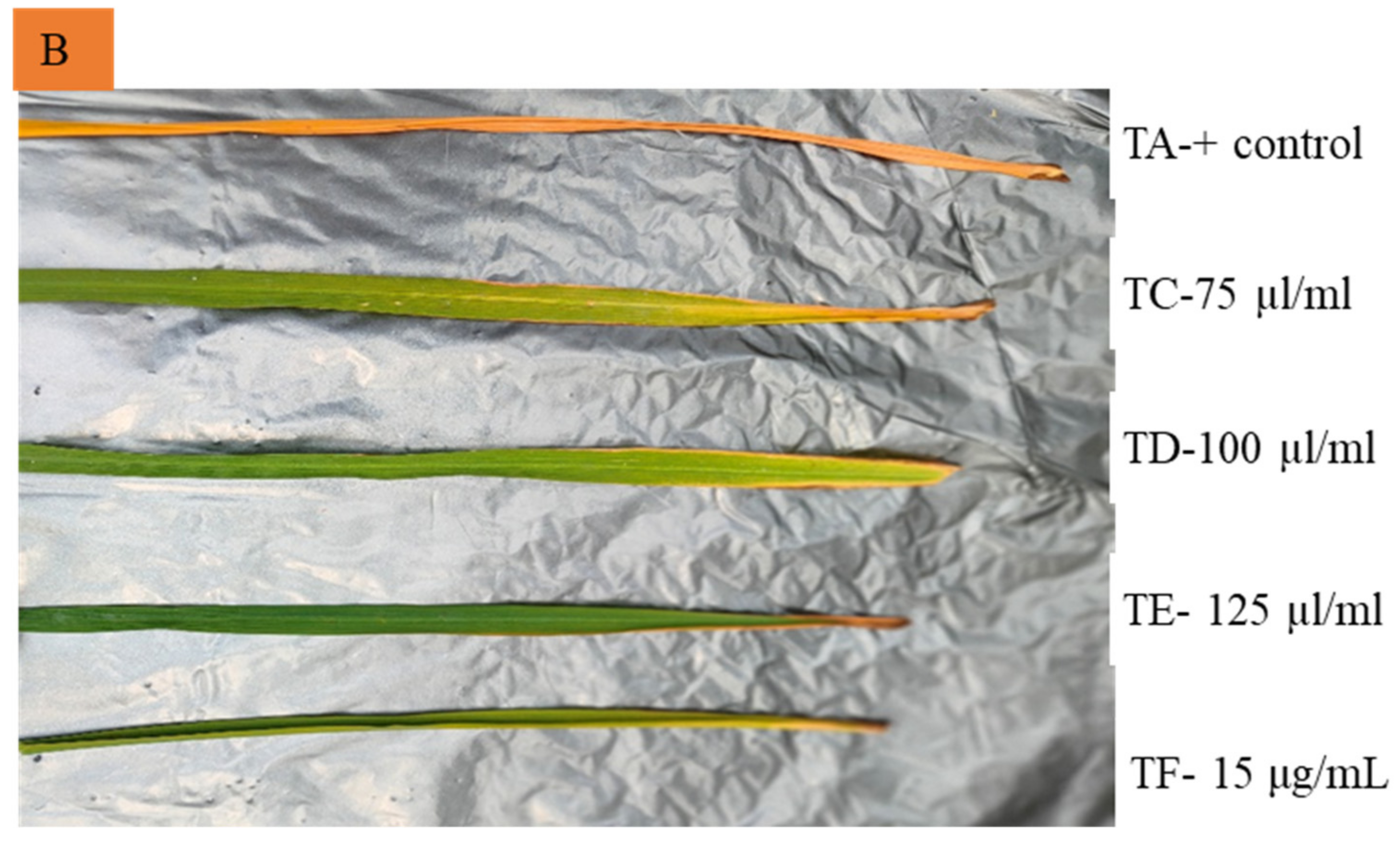 Molecules 26 03902 g002b