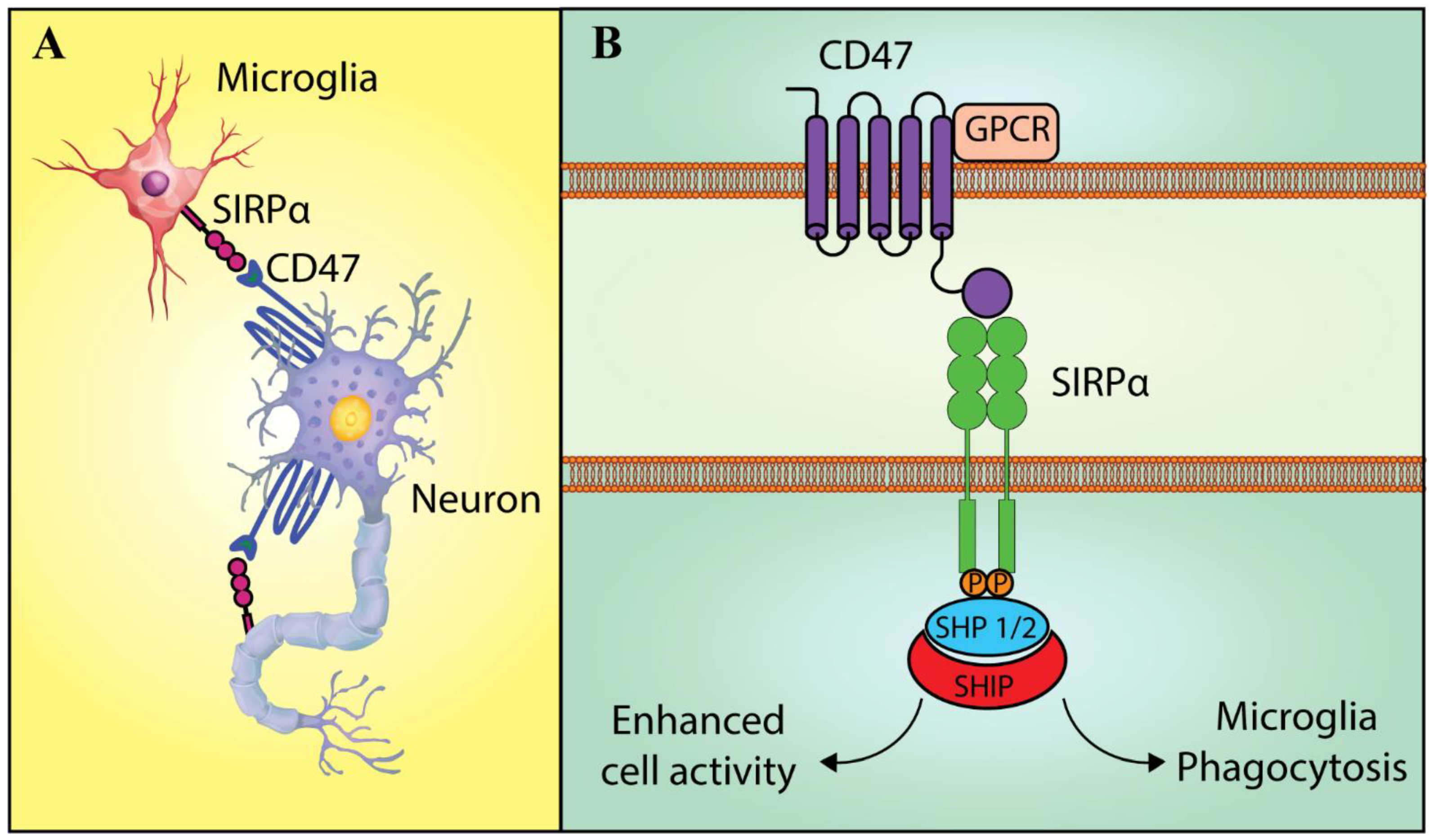 Molecules 26 03943 g002