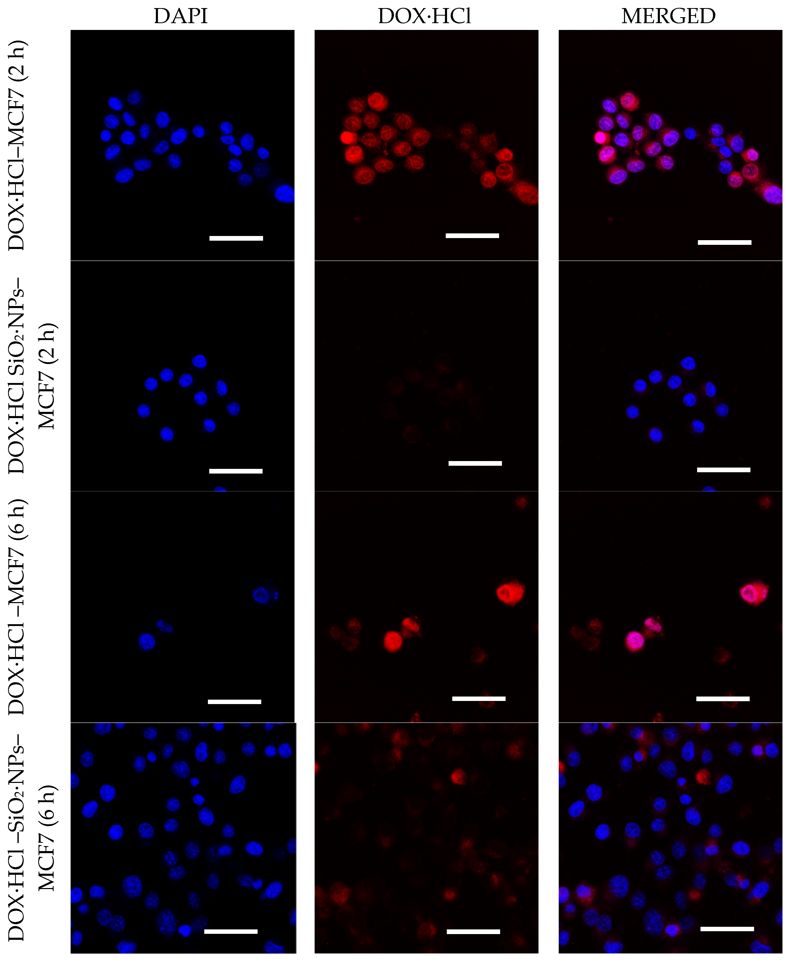 Molecules 26 03968 g007