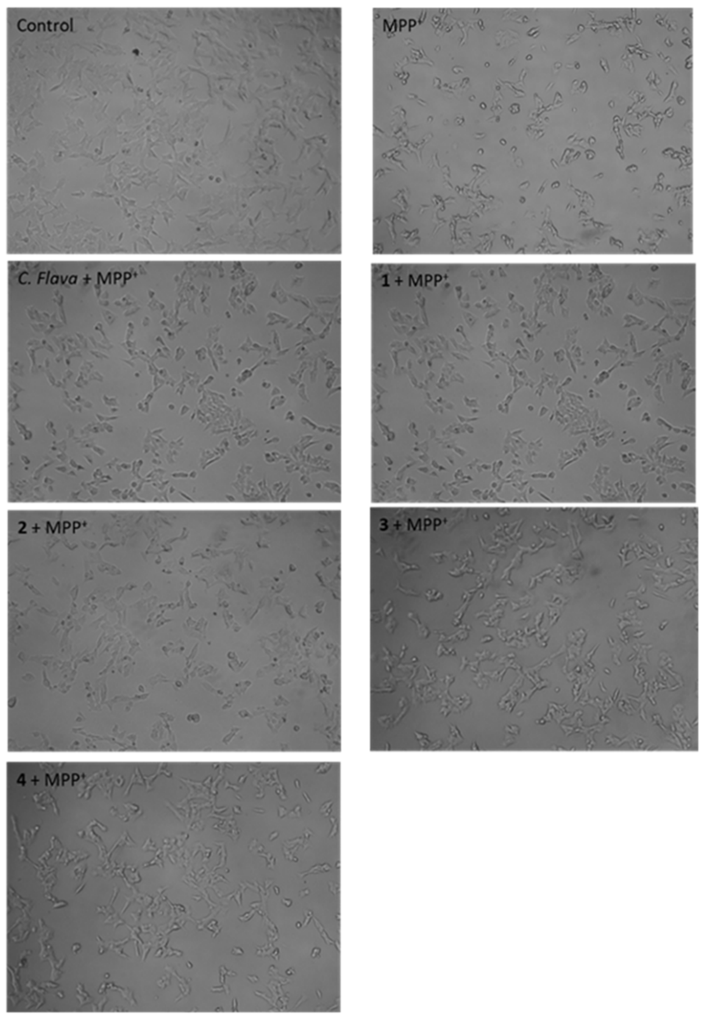 Molecules 26 03990 g004