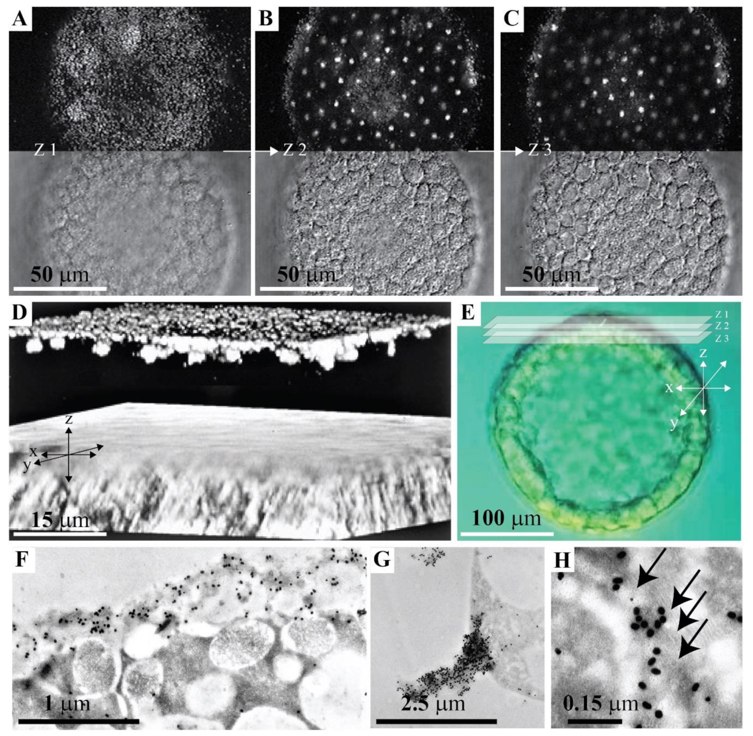 Molecules 26 04012 g003 Molecules 26 04012 g003
