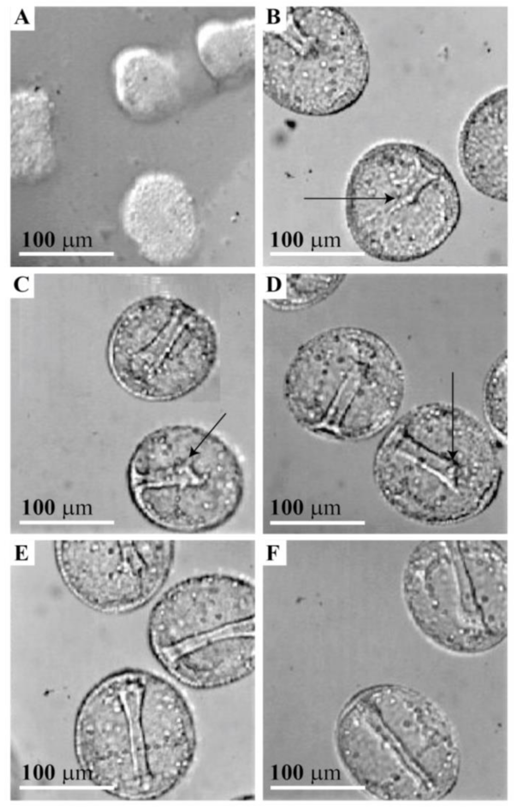 Molecules 26 04012 g007 Molecules 26 04012 g007