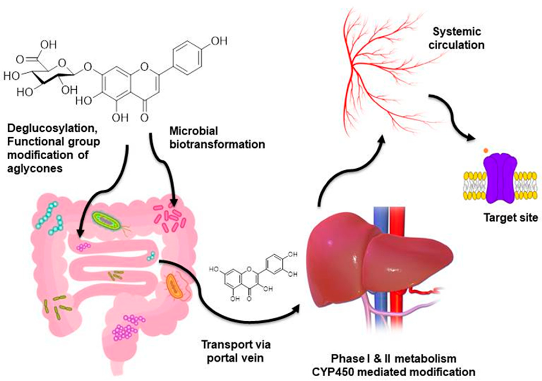 Molecules 26 04021 g007